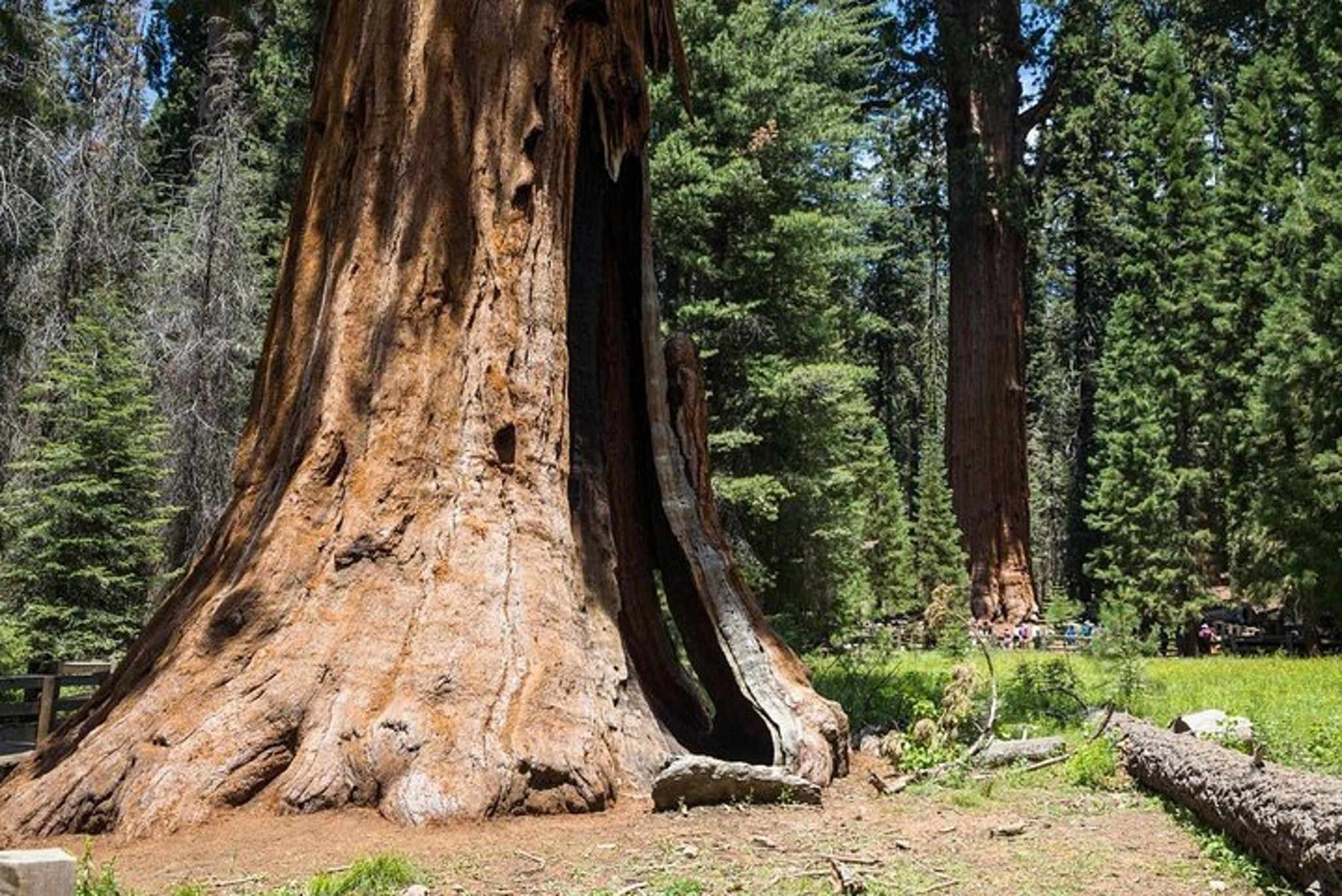 Sequoia National Park Private Tour - Image 4