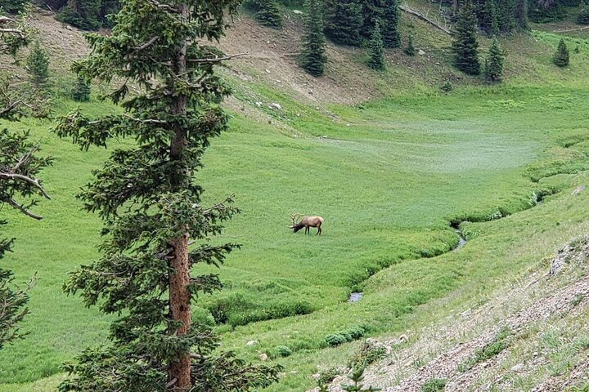Estes Park Custom Tour of Rocky Mountain National Park 3 hr - Image 6