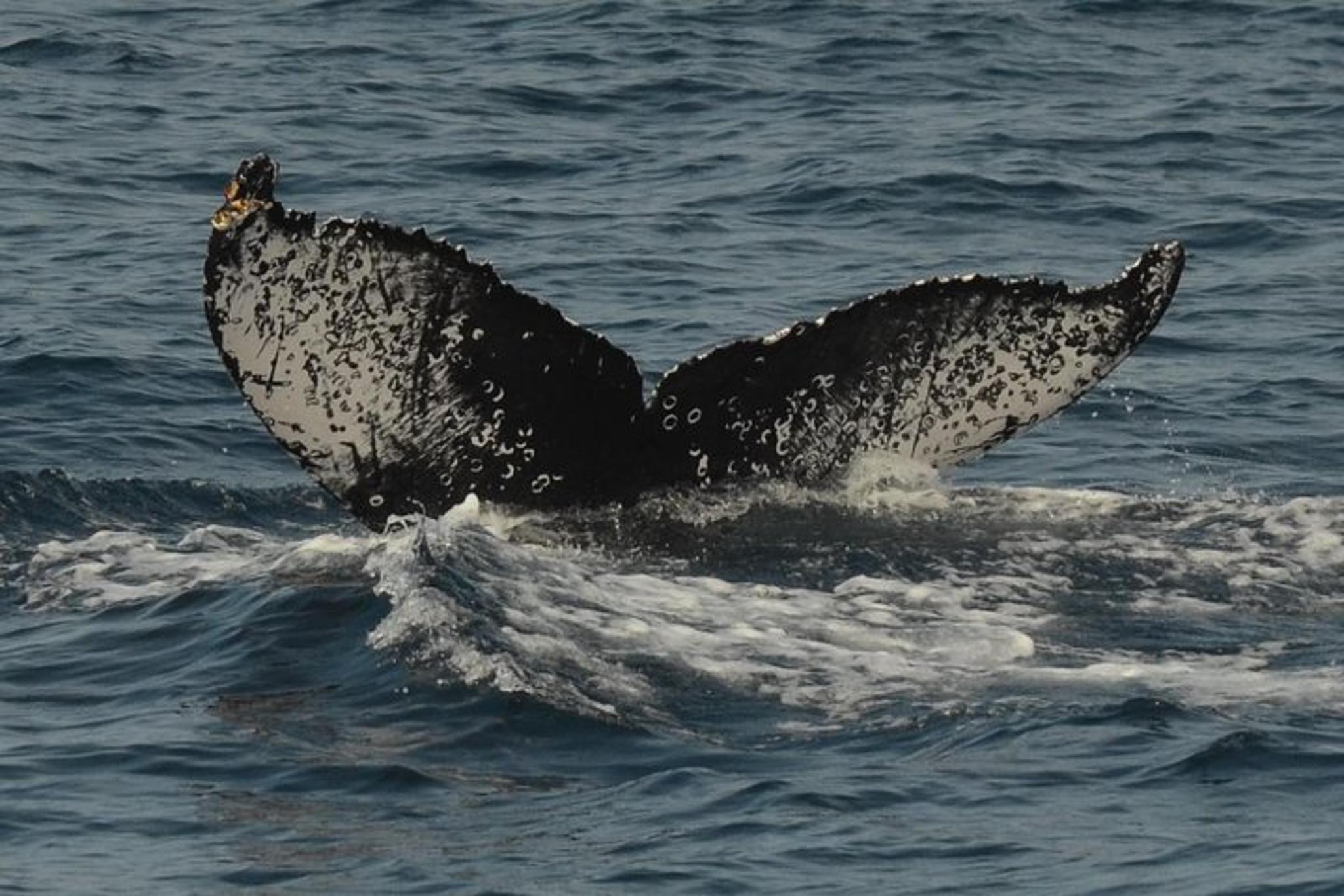 San Diego Whale Watching Cruise - Image 5
