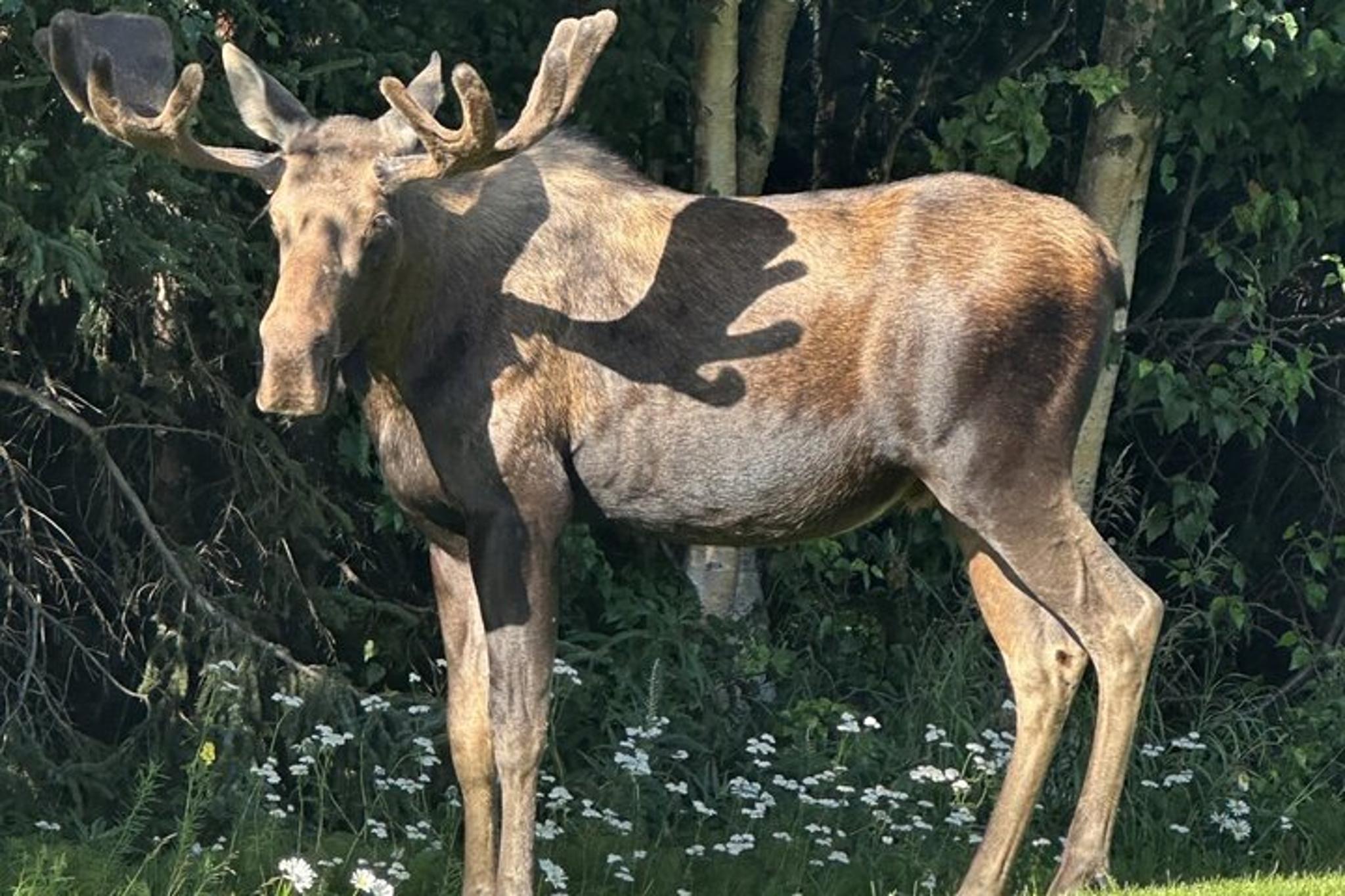 Whittier to Anchorage Wildlife Sightseeing Tour