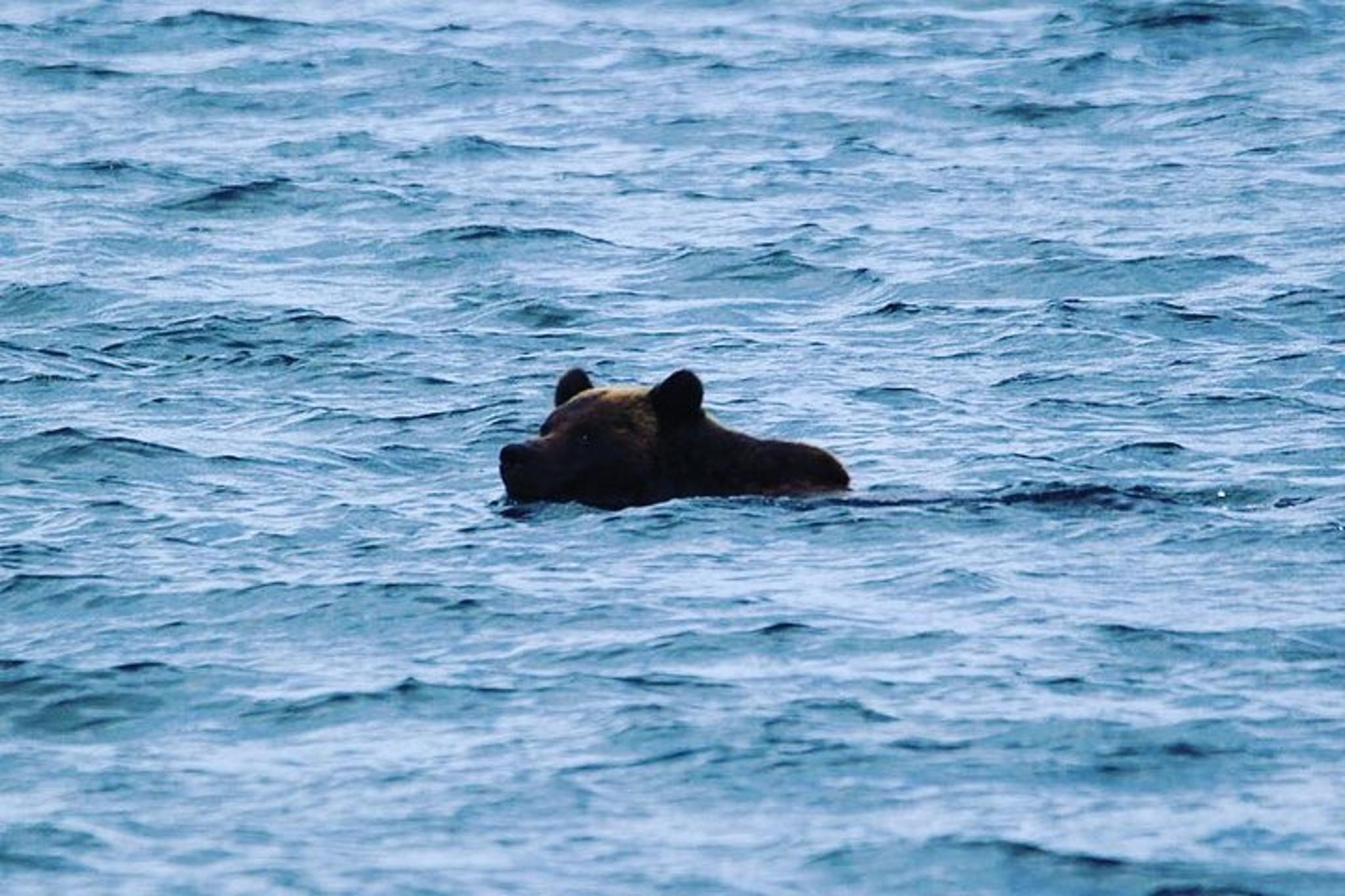 Ketchikan Private Wildlife Tour - Image 6