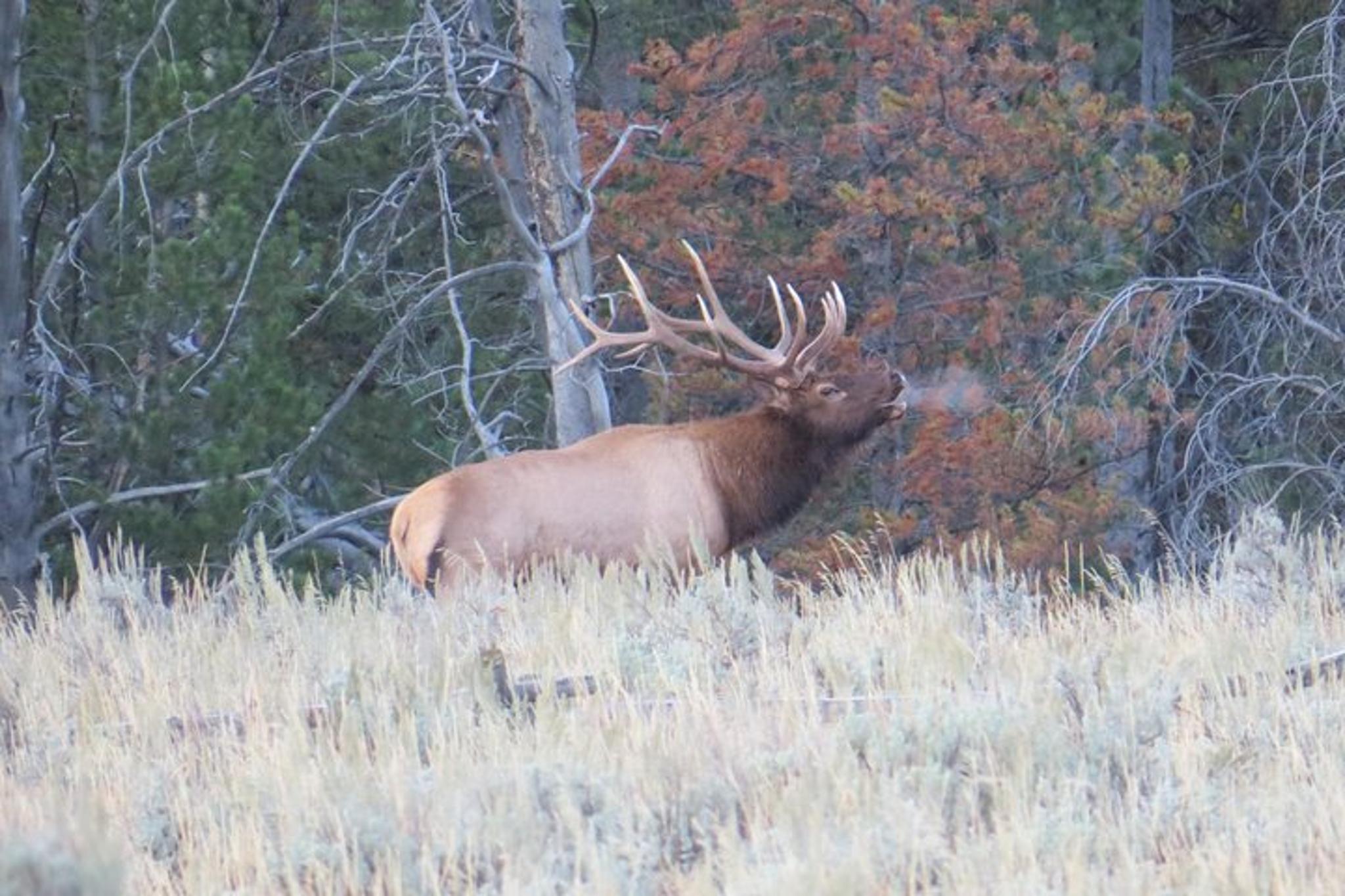 Jackson Hole Yellowstone Lower Loop Private Tour - Image 5