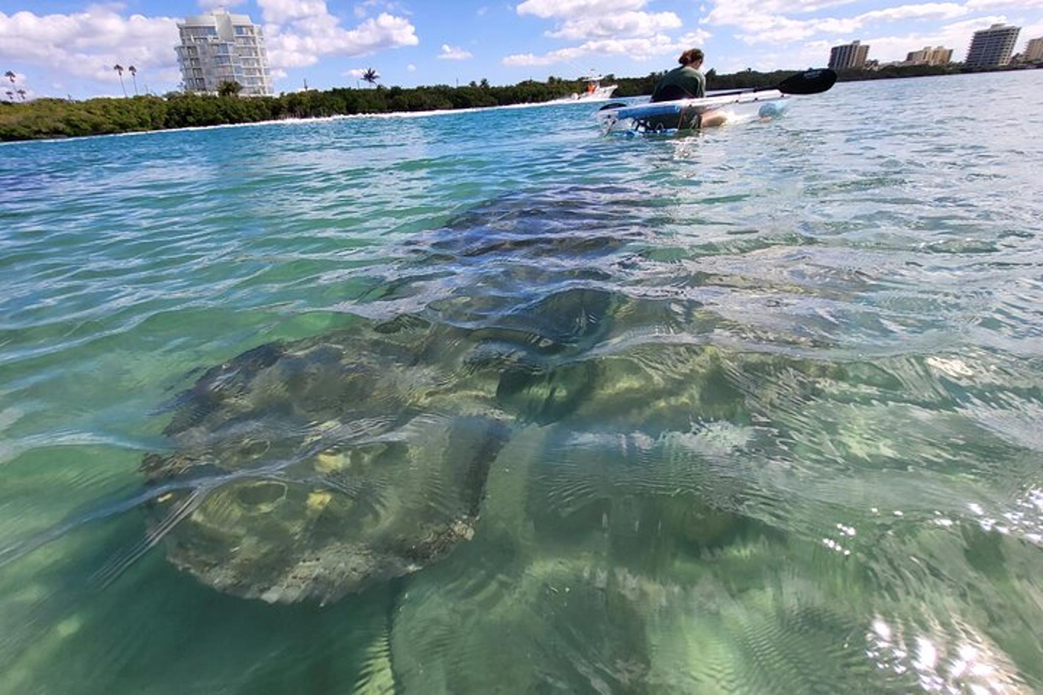 Jupiter Clear Kayak Eco Tour - Image 5