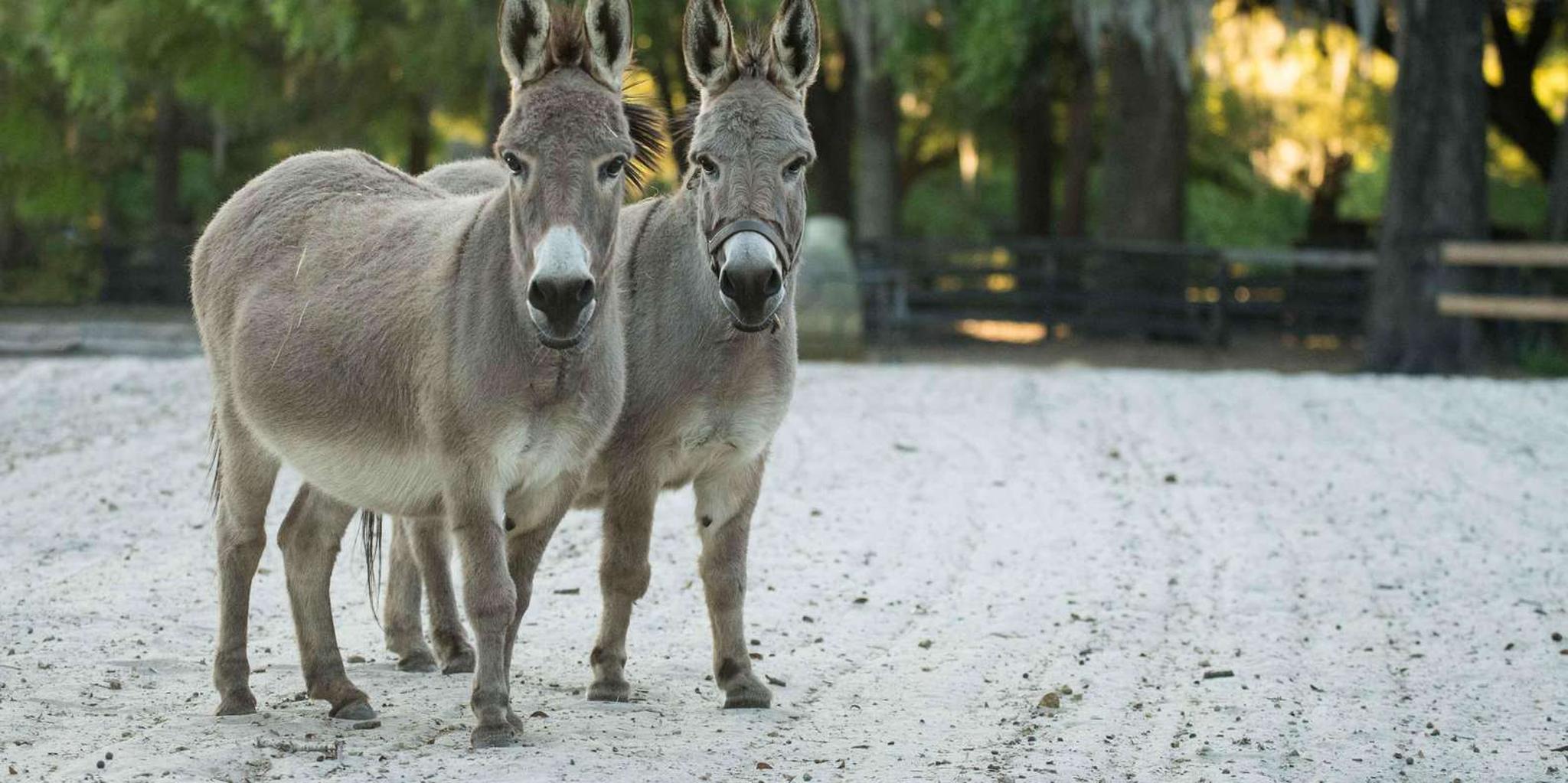 Ocala Gypsy Gold Horse Farm Tour - Image 5
