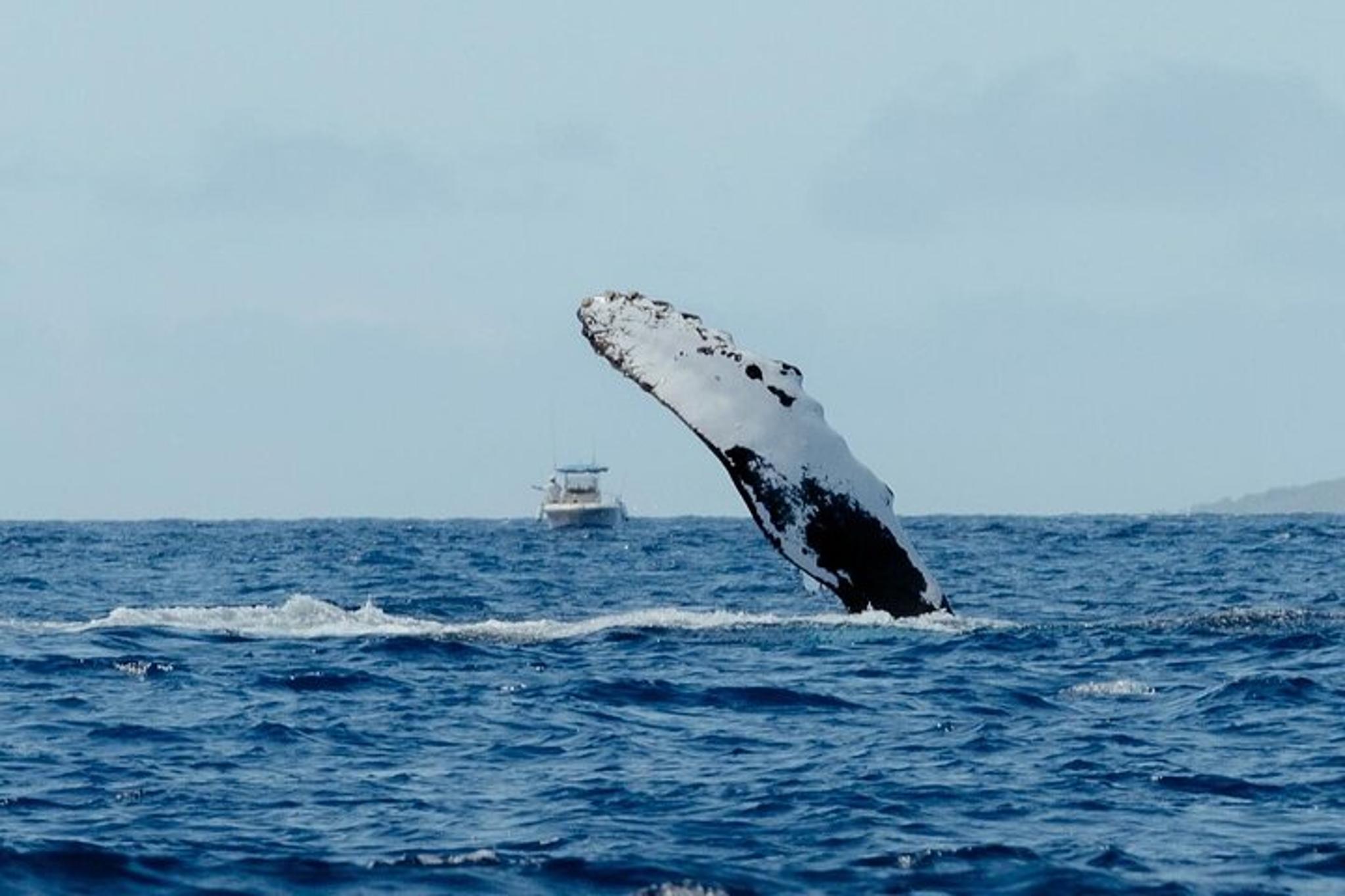 Kealakekua Bay Snorkel and Dolphin Watch - Image 5