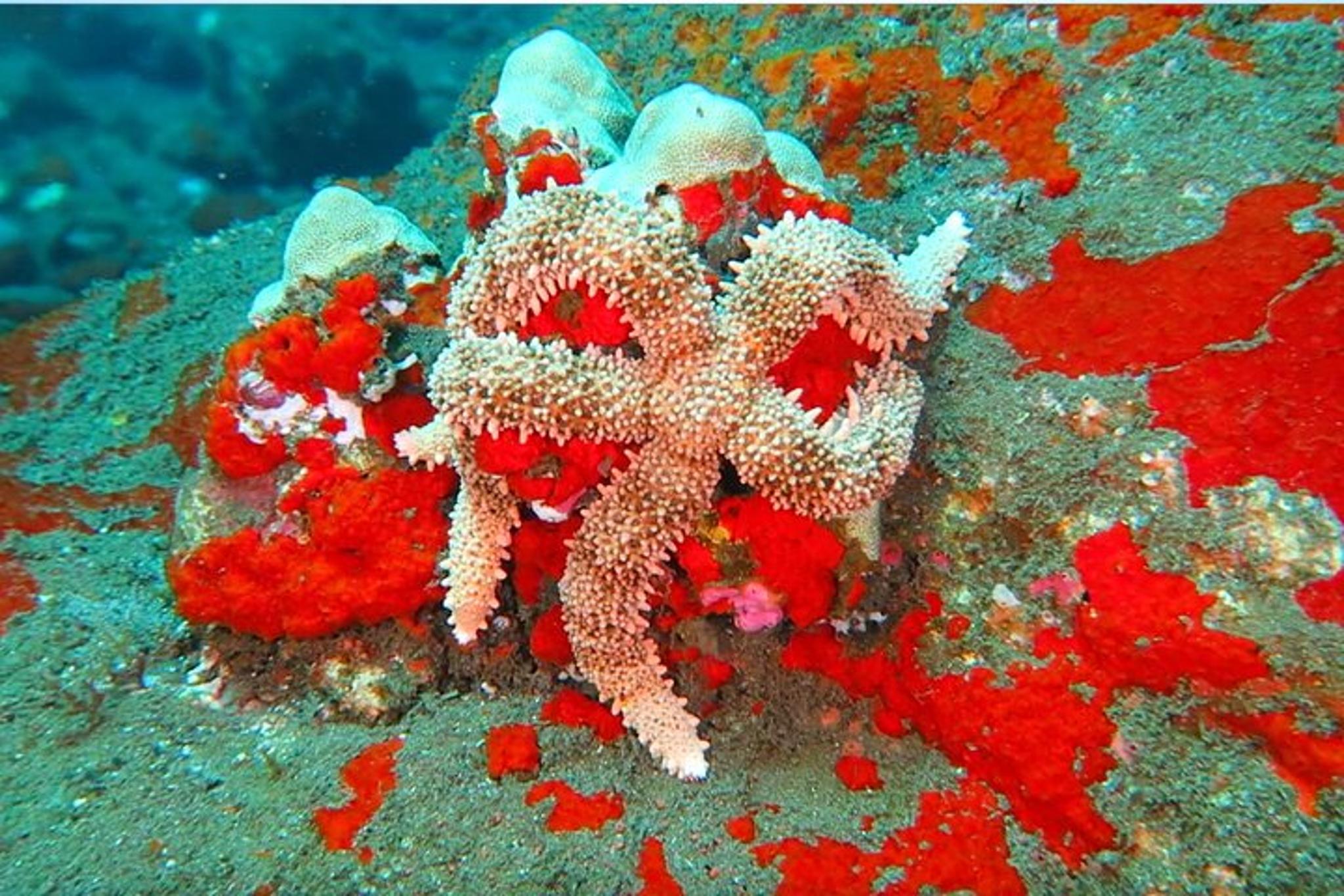 Hilo Tropical Reef Boat Dive - Image 4