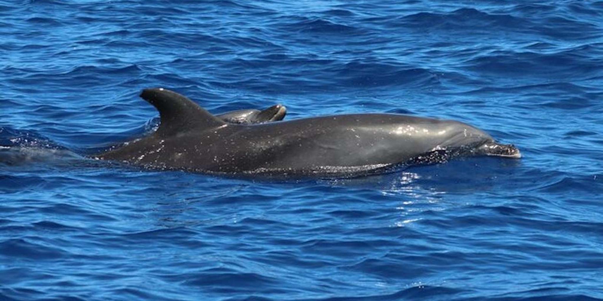 Kailua-Kona Snorkeling Tour at Kealakekua Bay 5 hr - Image 3