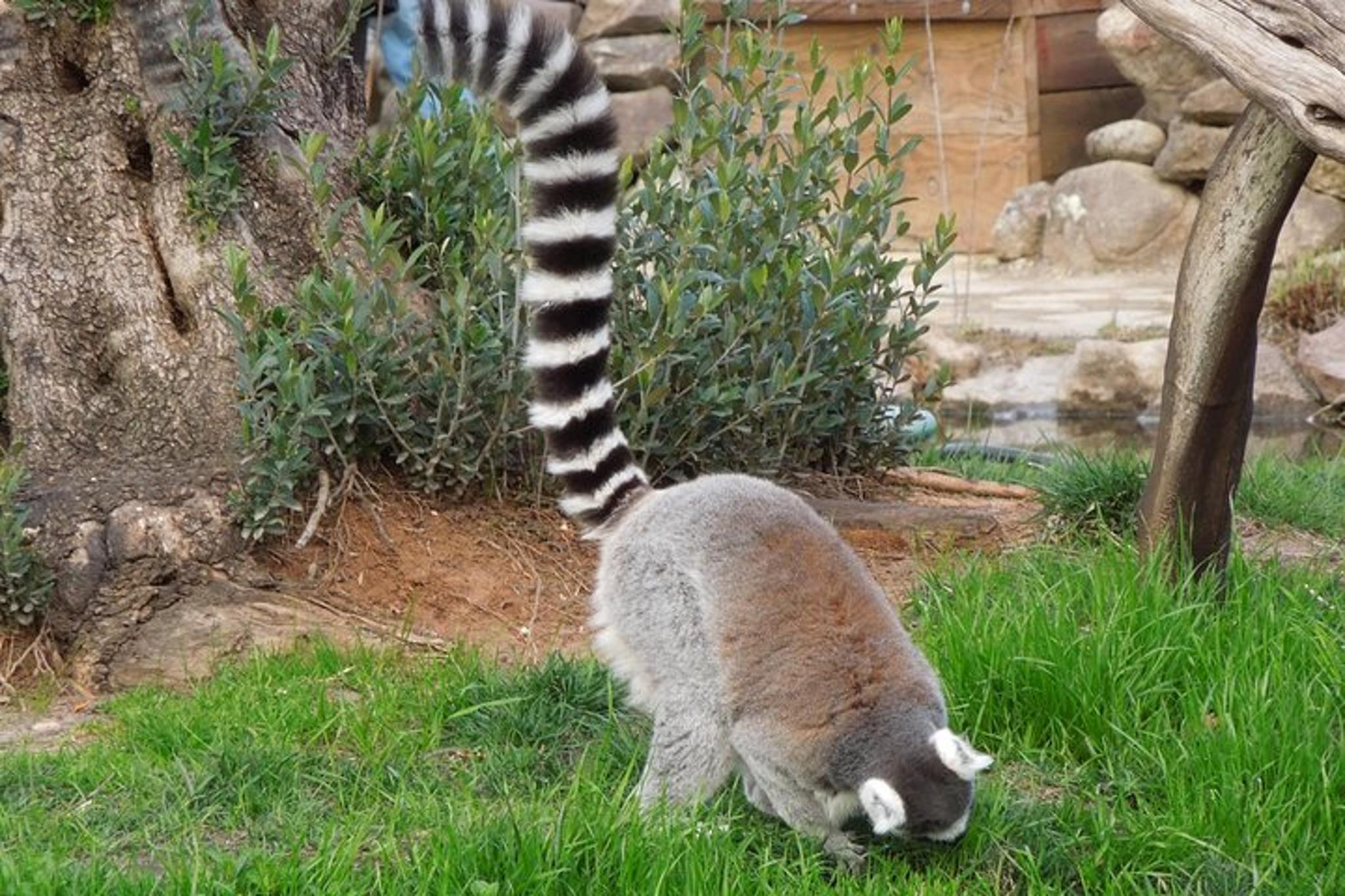 Sonoma Safari and Redwoods Private Tour - Image 6