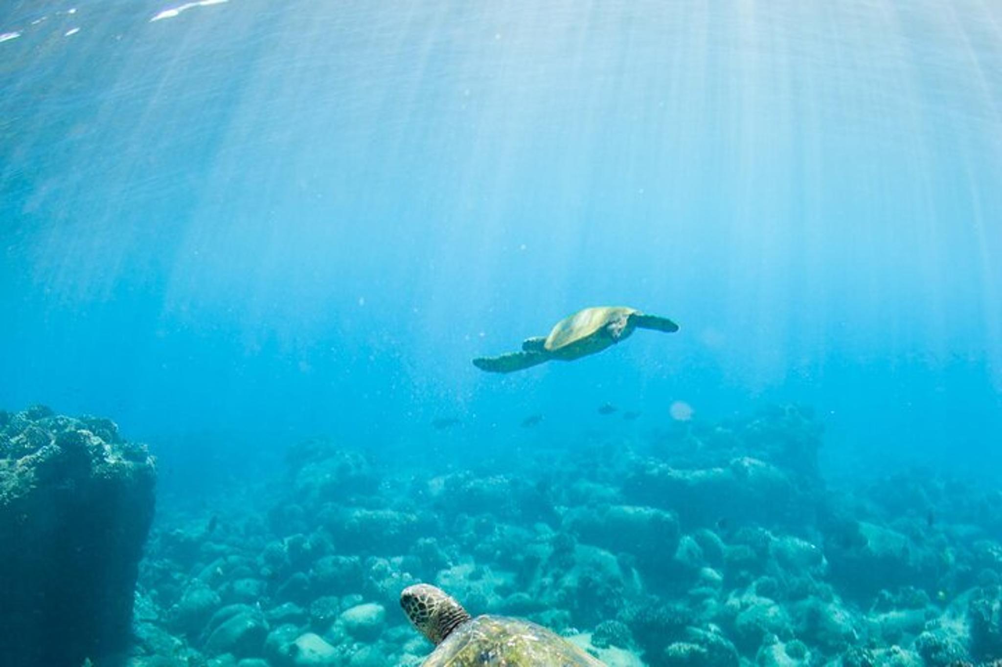 Kauai Shore Snorkel at Anini Beach 90 min - Image 3