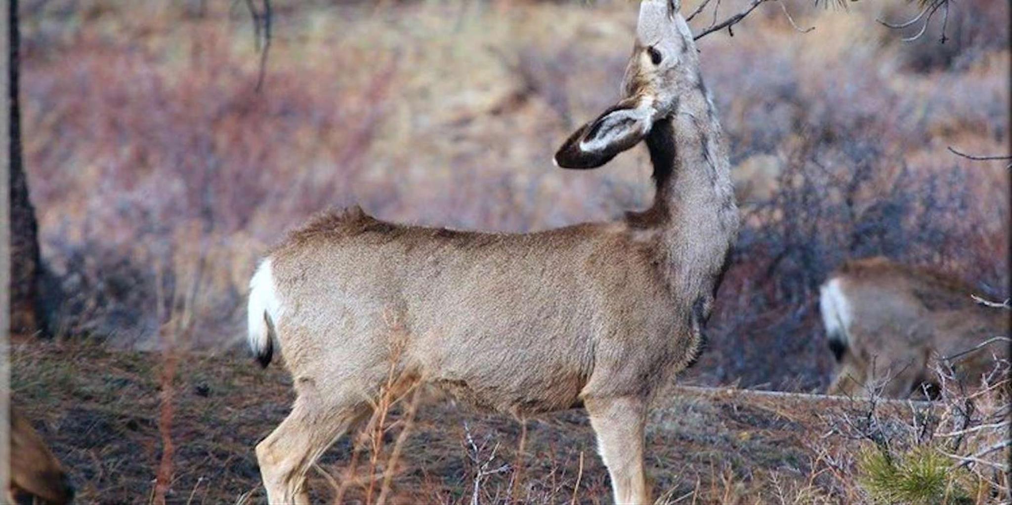 Estes Park Bear Lake Corridor Photography Tour 3 hr - Image 5
