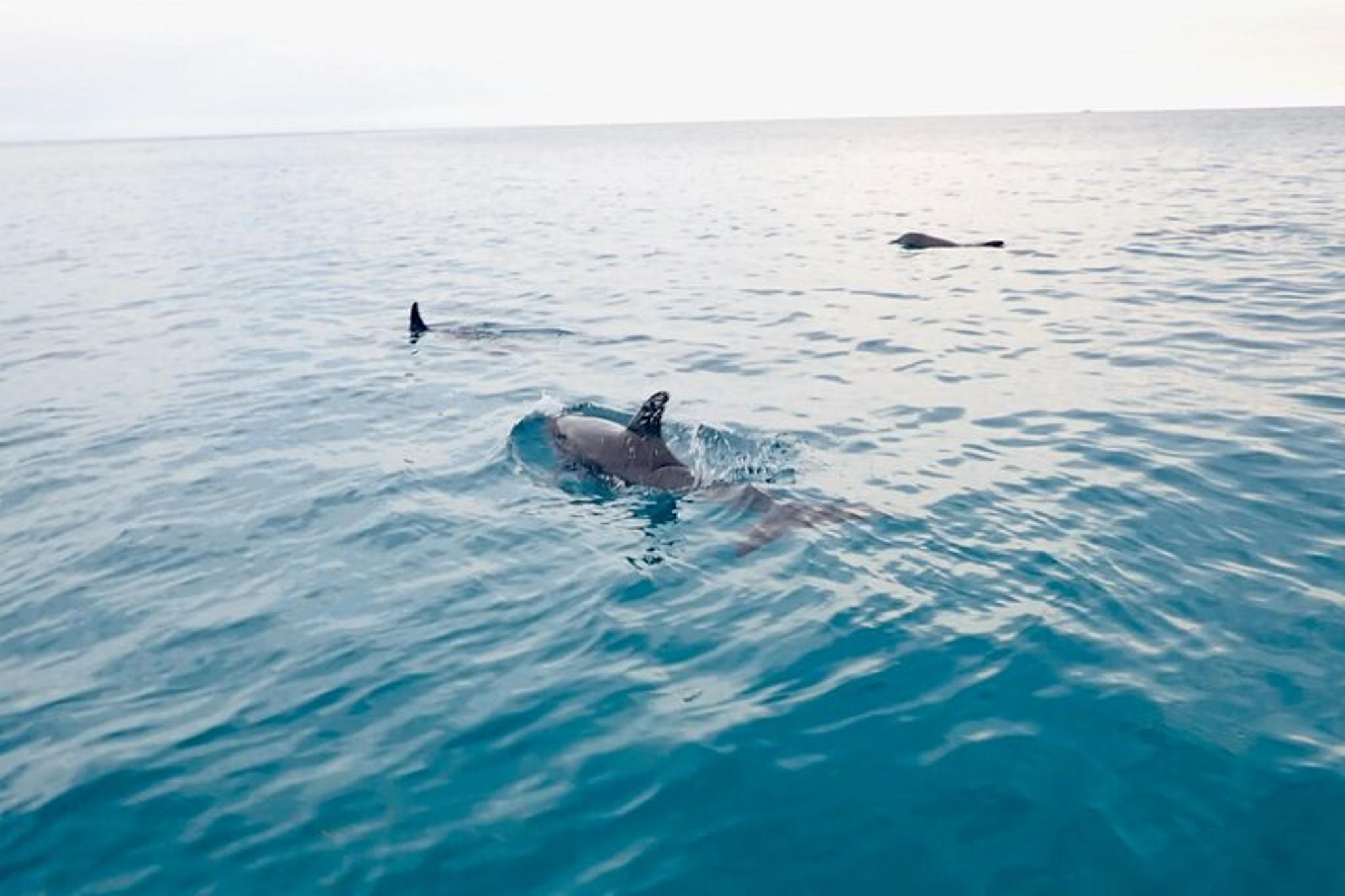 Big Pine Key Backcountry Eco Tour - Image 1