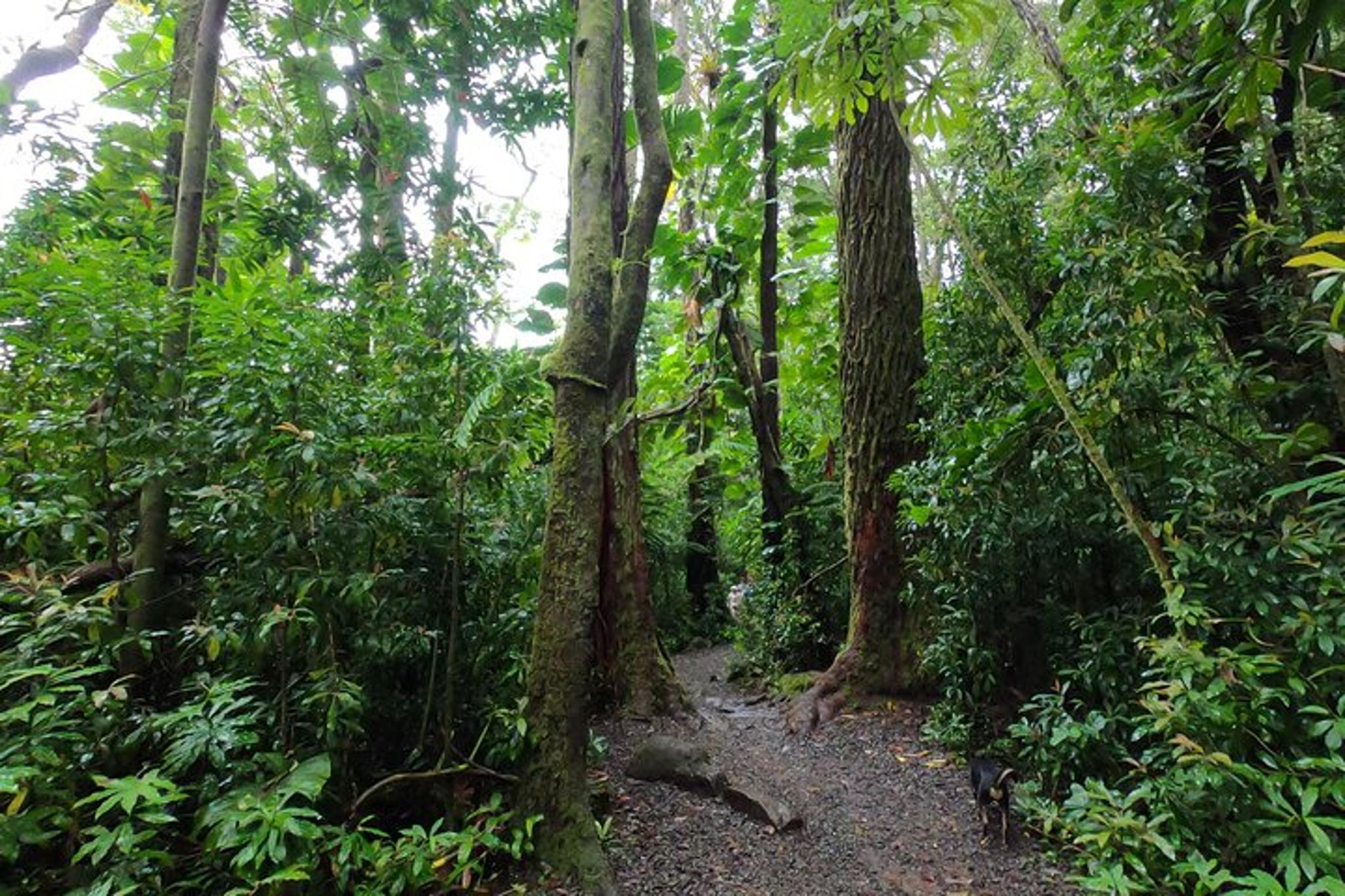 Honolulu Waterfall Hike and Downhill Bike Tour - Image 2