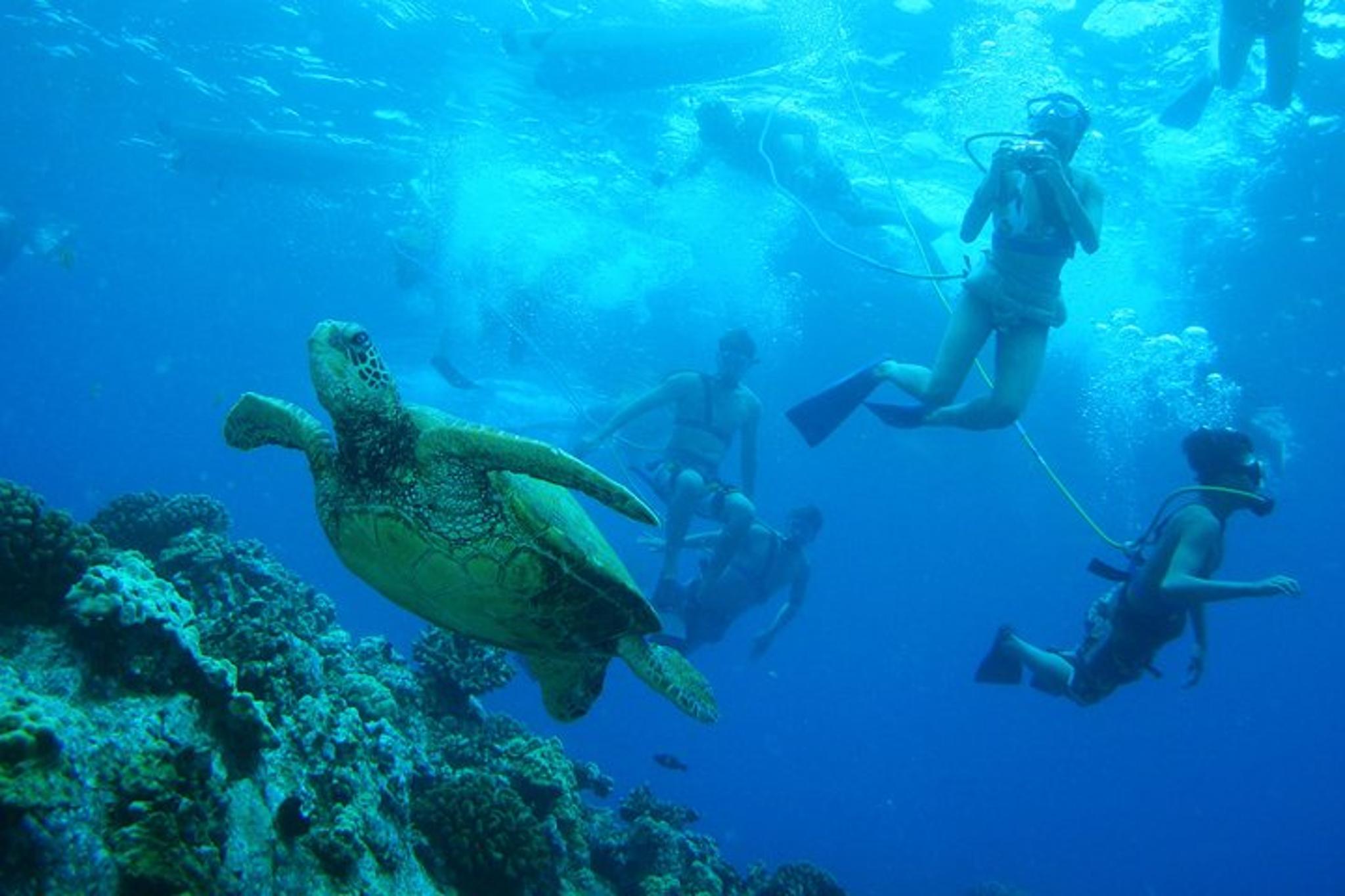 Maui Molokini and Turtle Town Snorkeling Tour