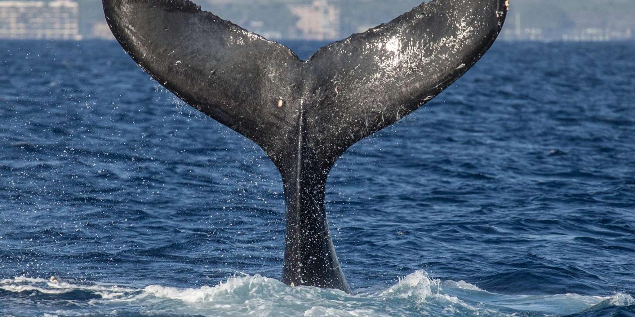 Maui Whale Watching Sail & Lunch