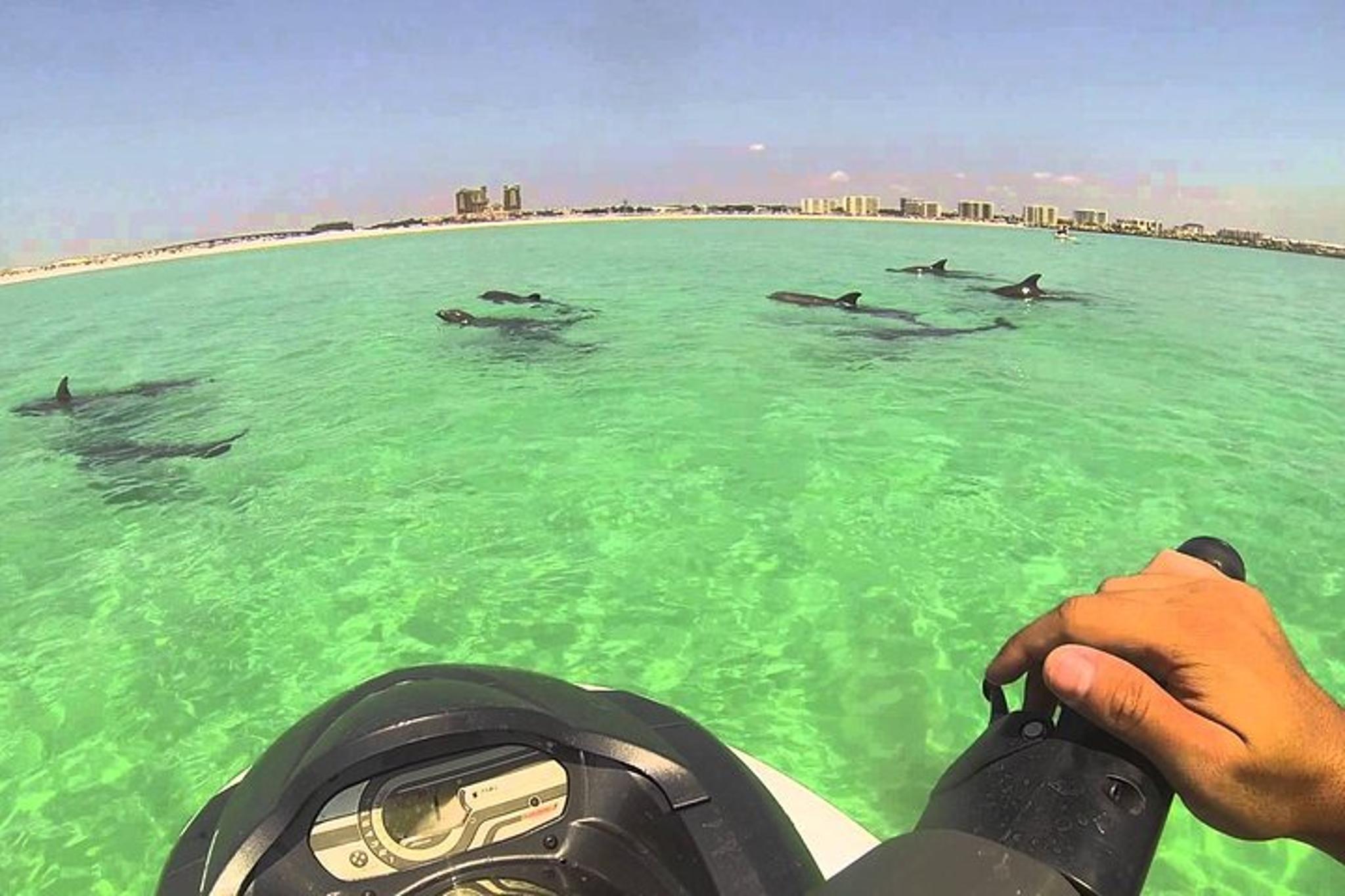 Okaloosa Island Waverunner Dolphin Tour 90 min - Image 2