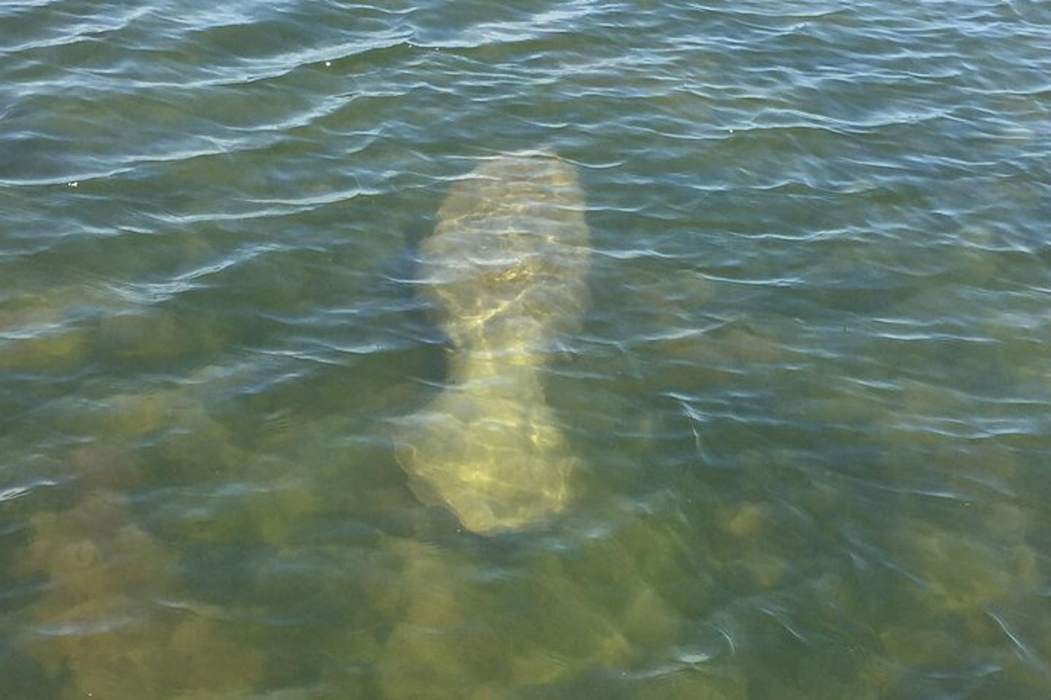 Melbourne Dolphin Tour - Image 5