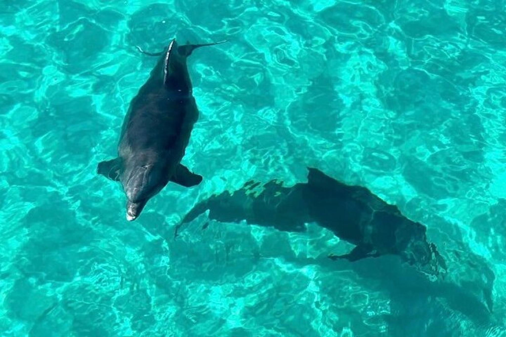 Destin Dolphin and Snorkeling Adventure - Image 3