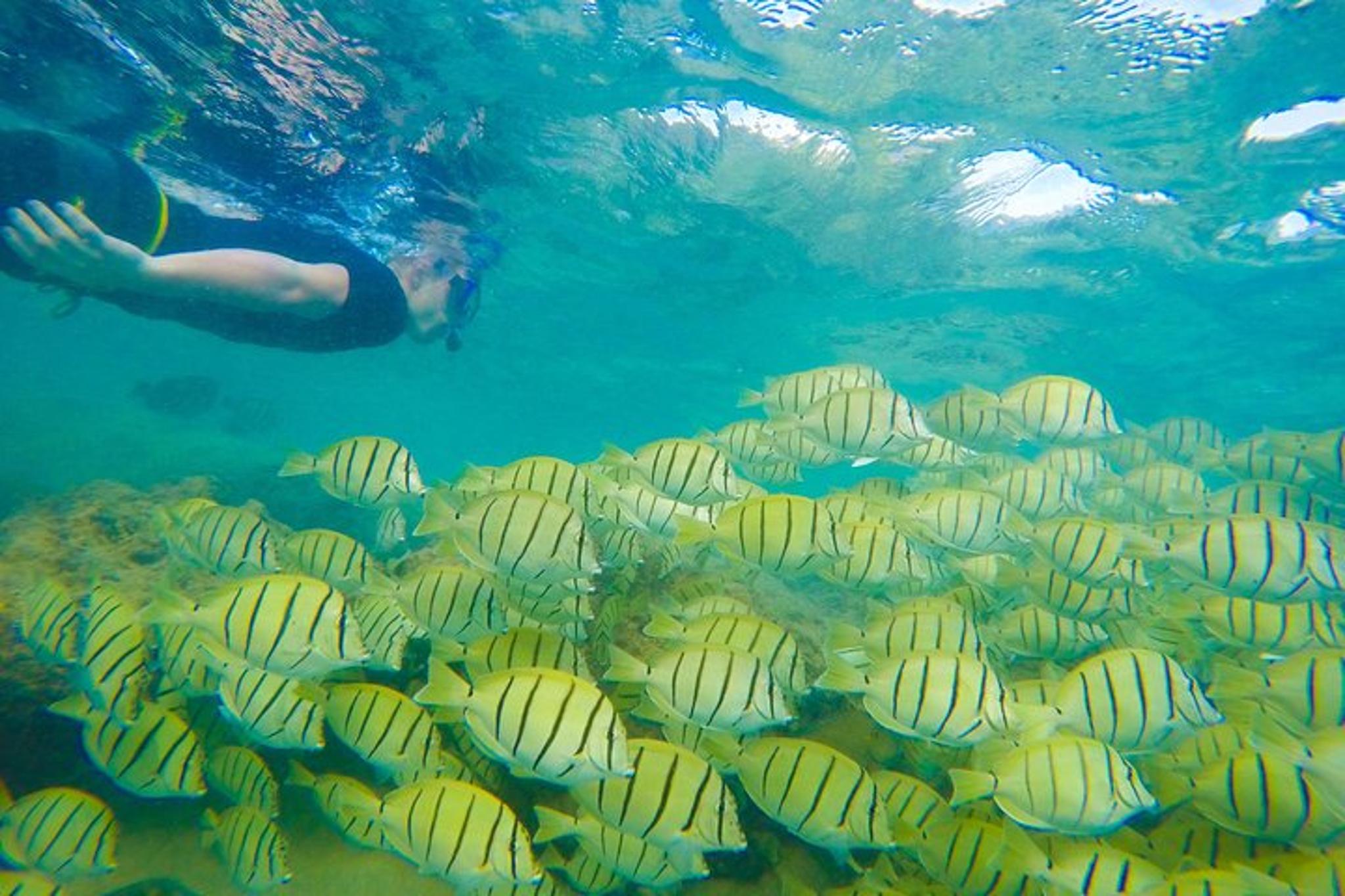 Oahu Customizable Island Tour - Image 2