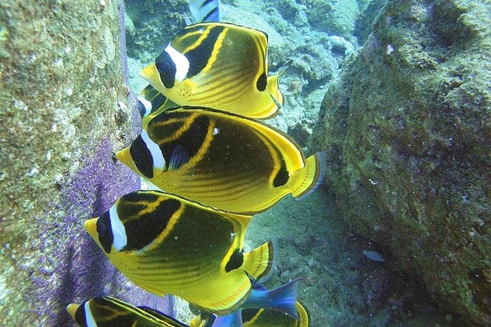 Kauai Snorkeling Adventure 2 hr - Image 2