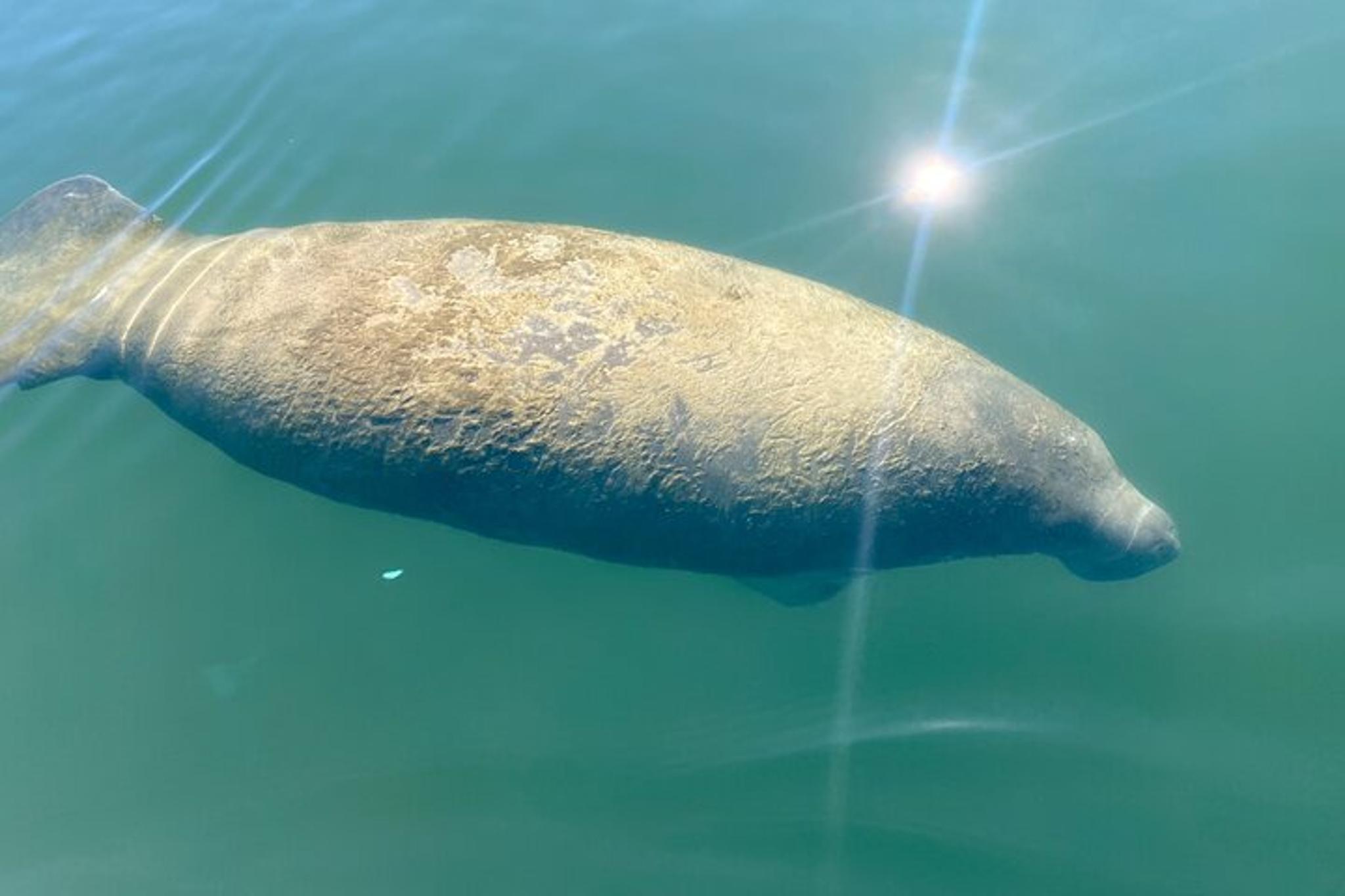 Crystal River Kayak Rental with Manatee Viewing 4 hr - Image 3