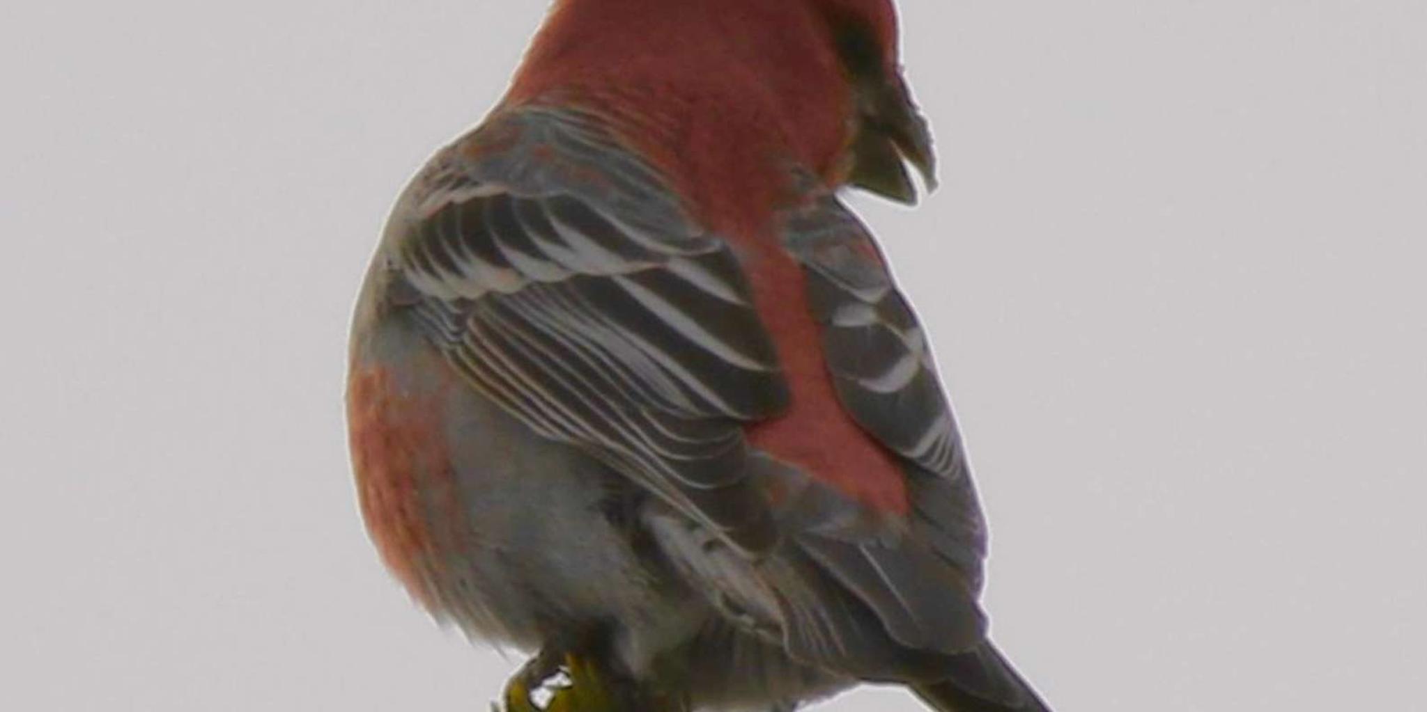 Denver Birding Hike and Hot Spring Soak - Image 5