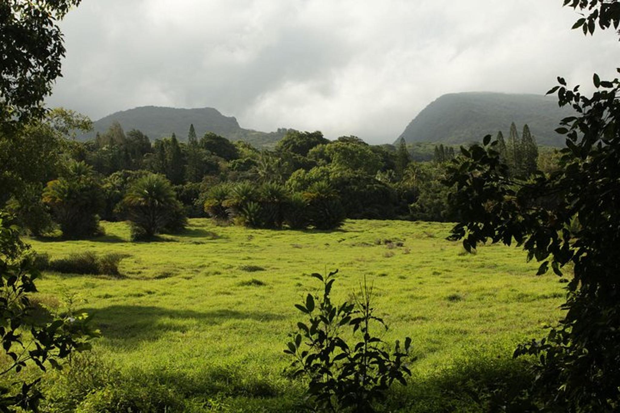 Maui Road to Hāna Tour - Image 4