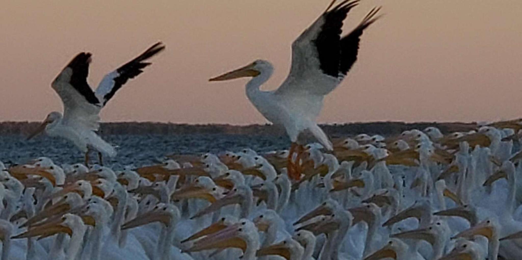 Miami Everglades Tour with Boat Trip and Hikes - Image 6