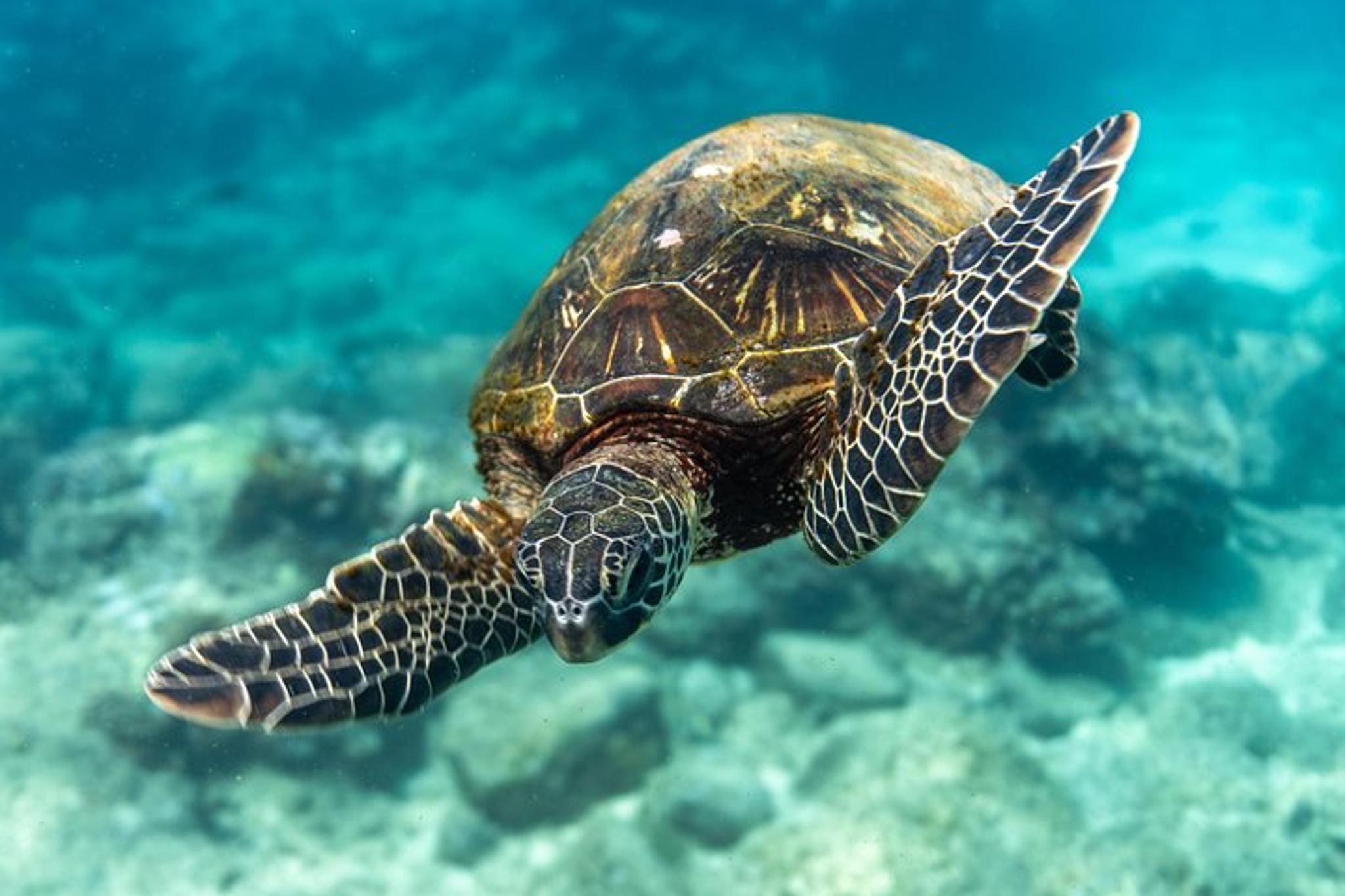 Honolulu Coral Reef Scuba Tour with Sea Turtles 4 hr - Image 3