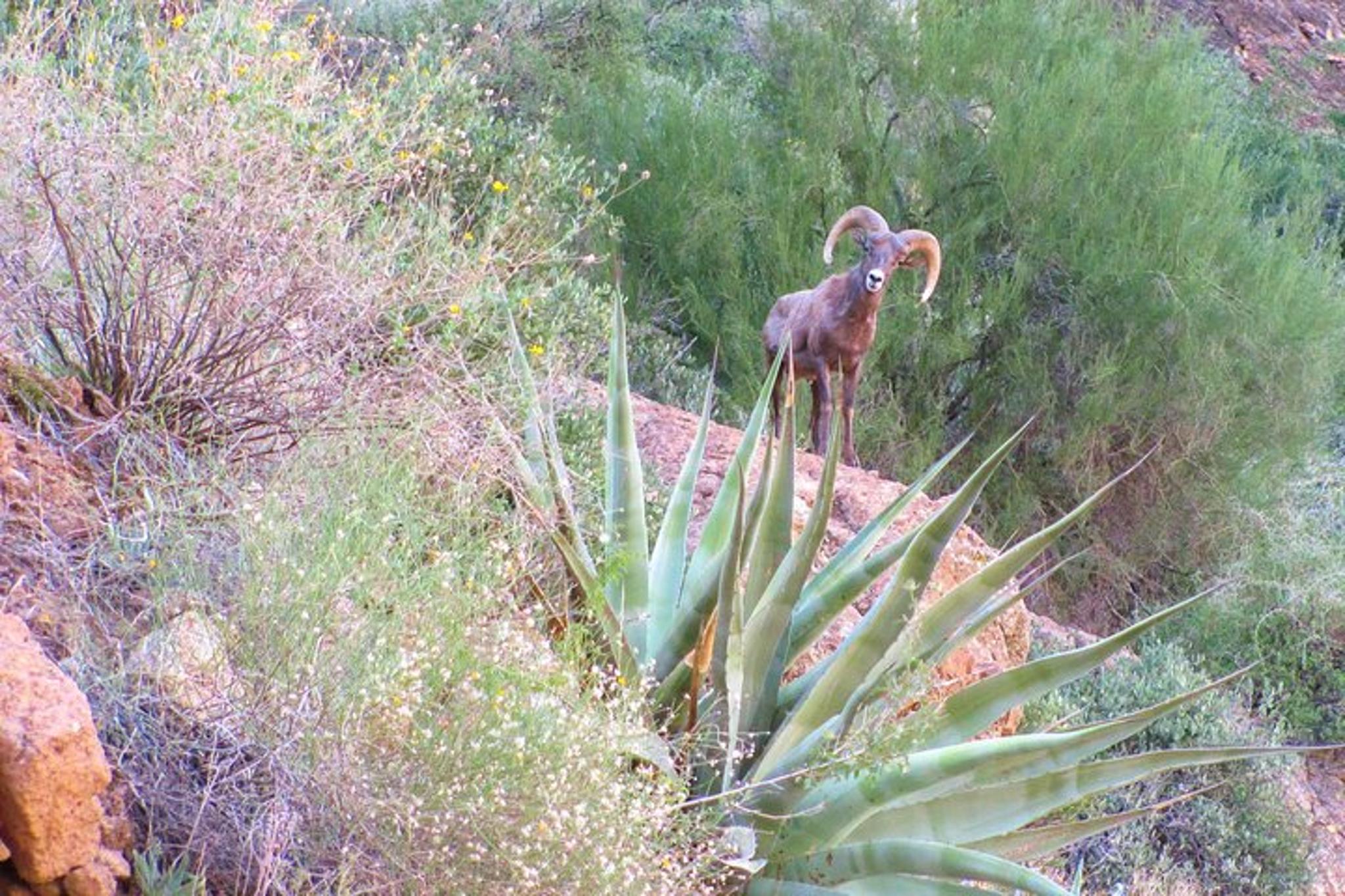 Phoenix Wilderness Hiking Tour - Image 2