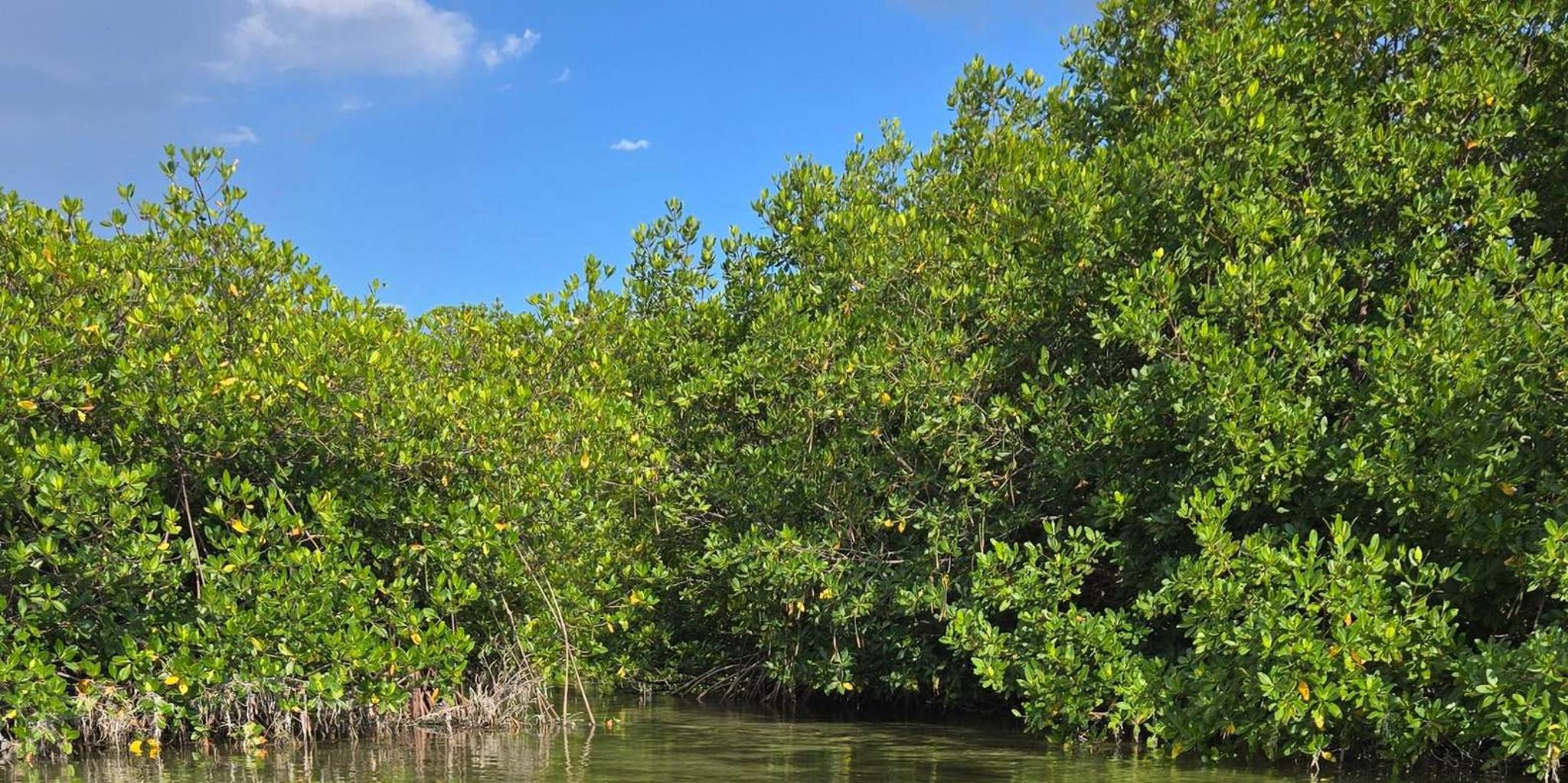 Key West Kayak or Paddleboard Rental 2 hr - Image 6