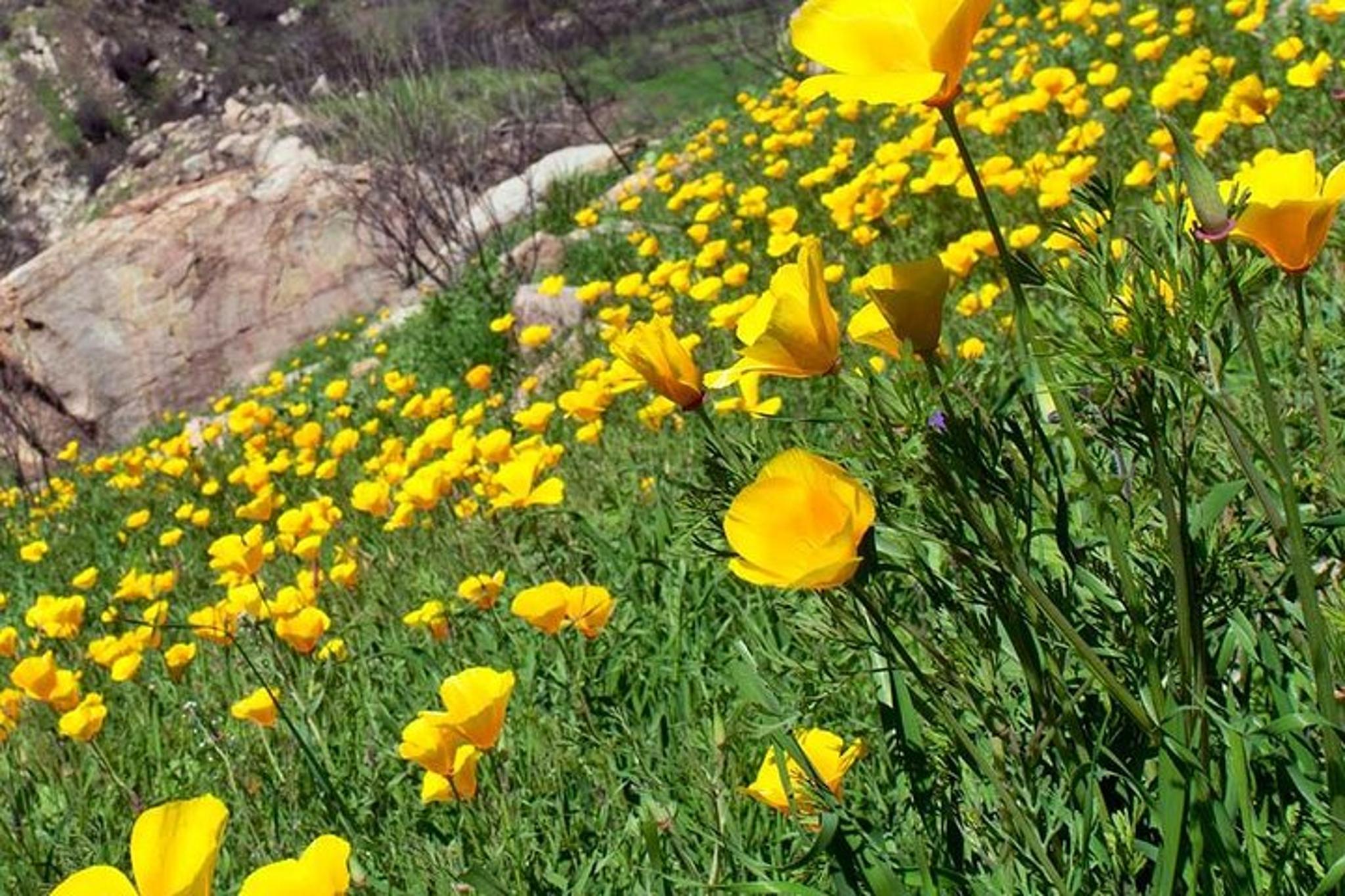 Ojai Hiking and Biking Tour - Image 6