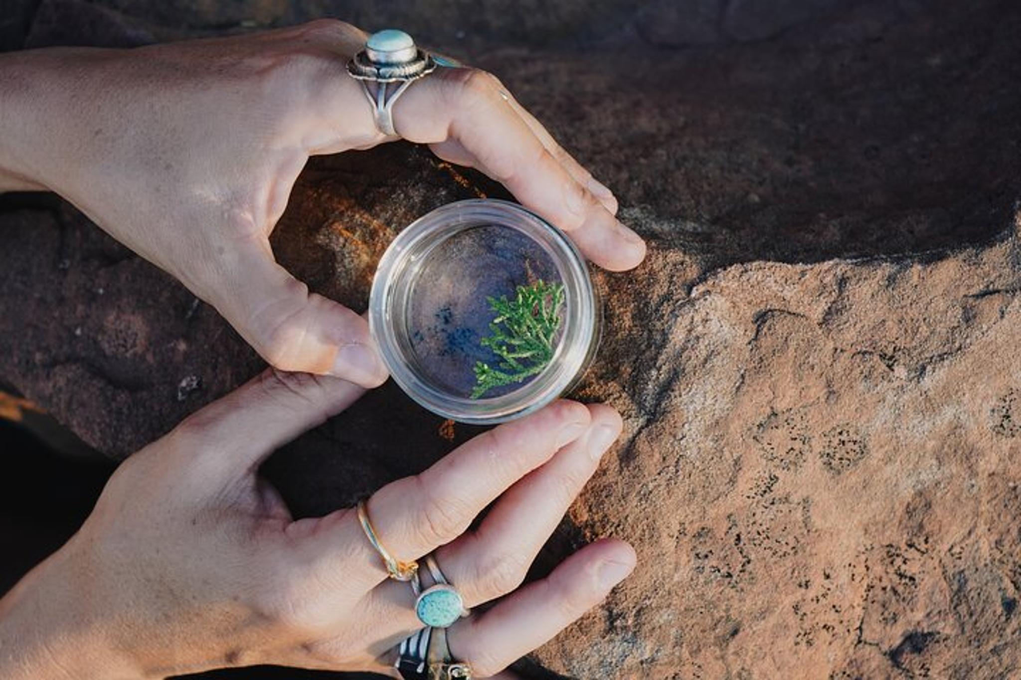 Albuquerque Flower Essence Creation Workshop - Image 2