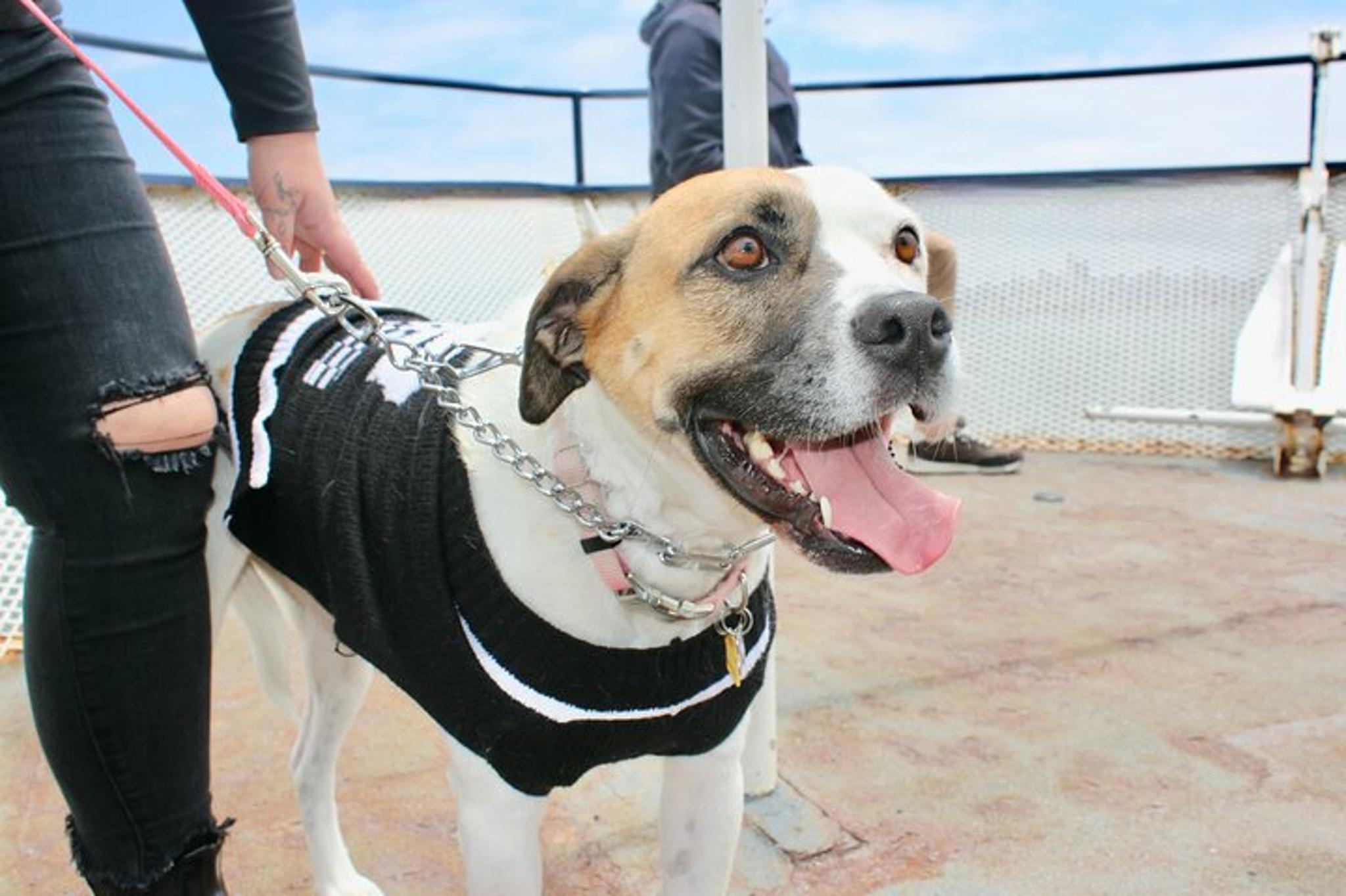 San Francisco Sausalito Ferry - Image 3