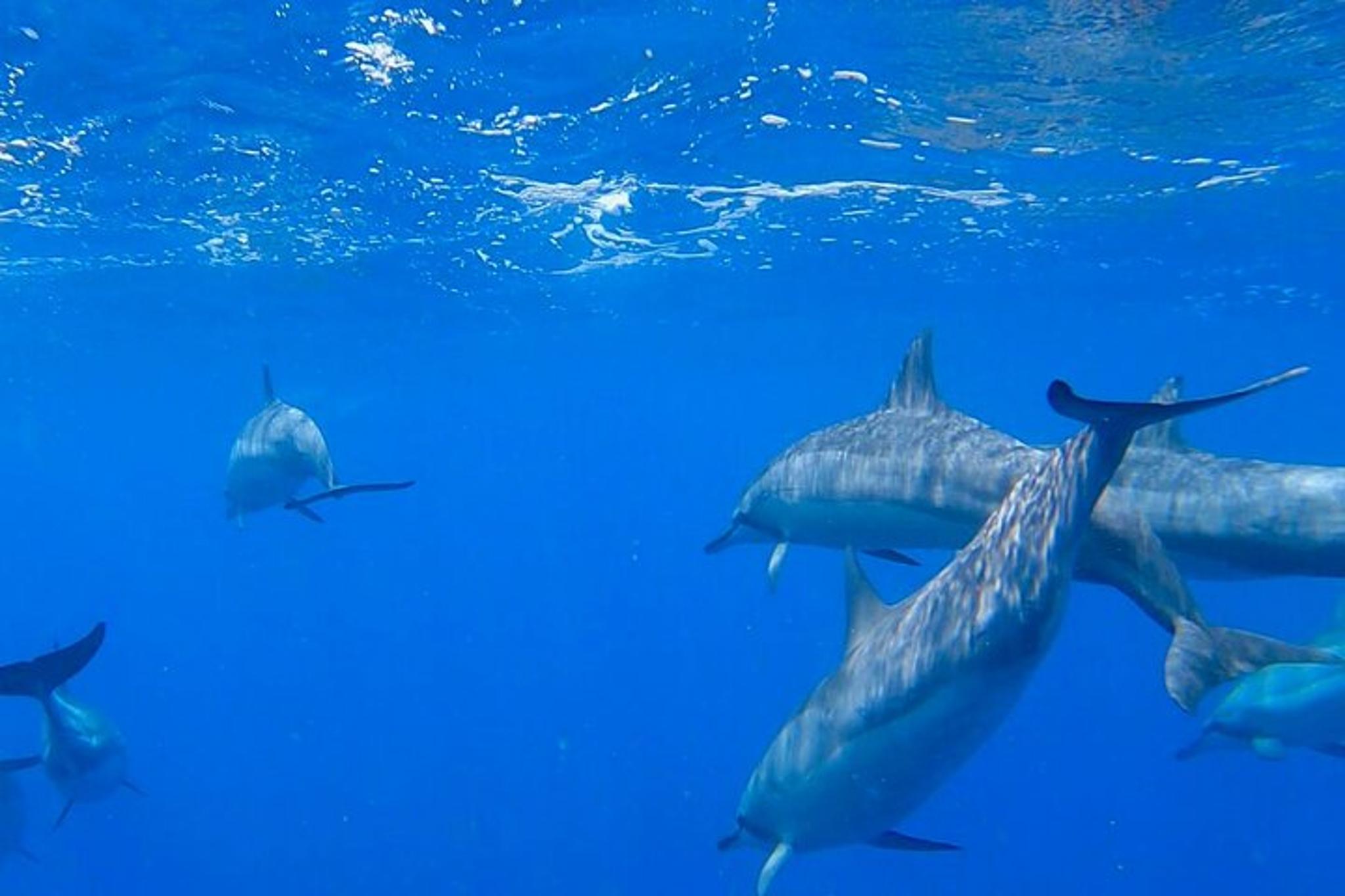 Honolulu Glass Bottom Boat Cruise 60 Min - Image 4