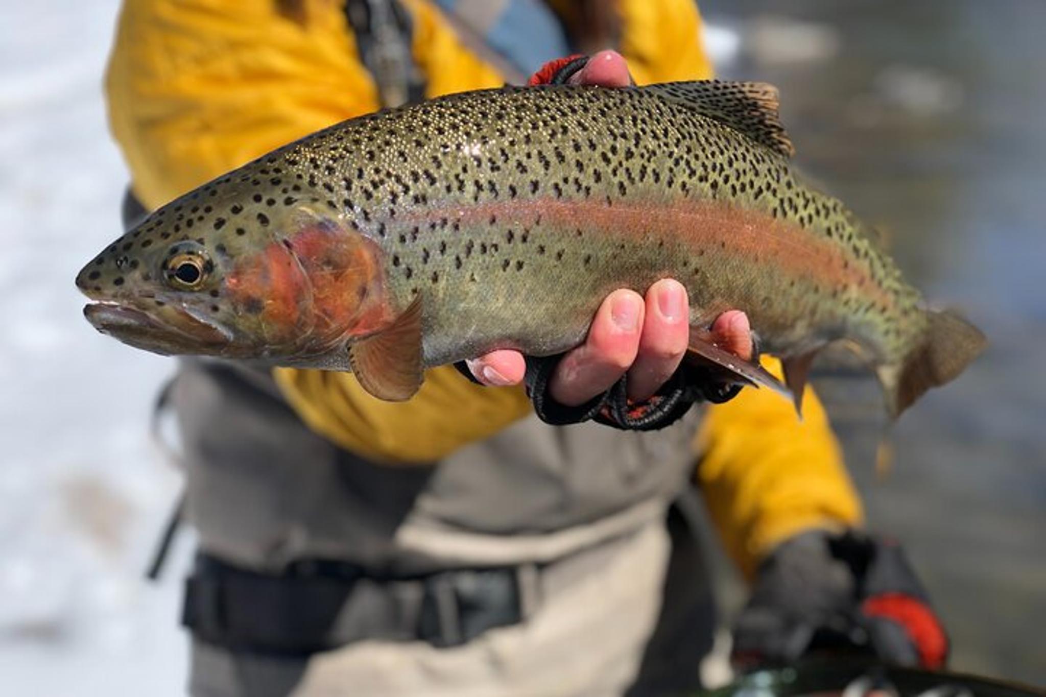 Vail Fly Fishing Walk & Wade Full Day