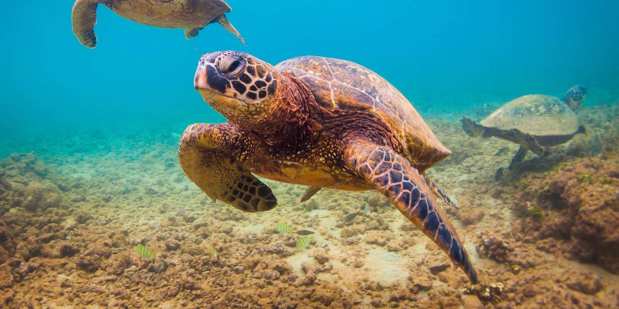 Maui Beach Snorkel Tour