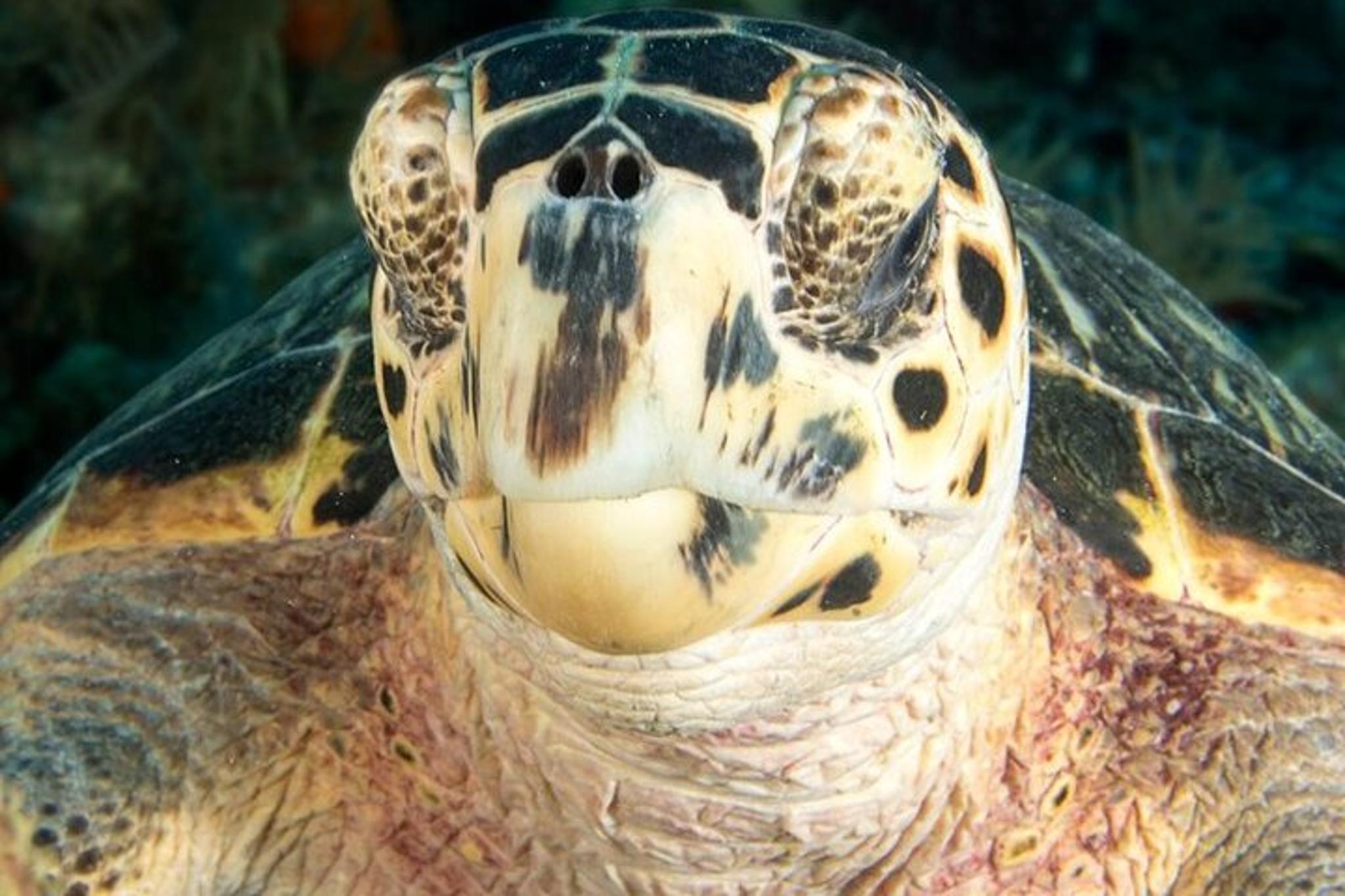 Key Largo Scuba Diving Trip 2-Location 4 hr - Image 4