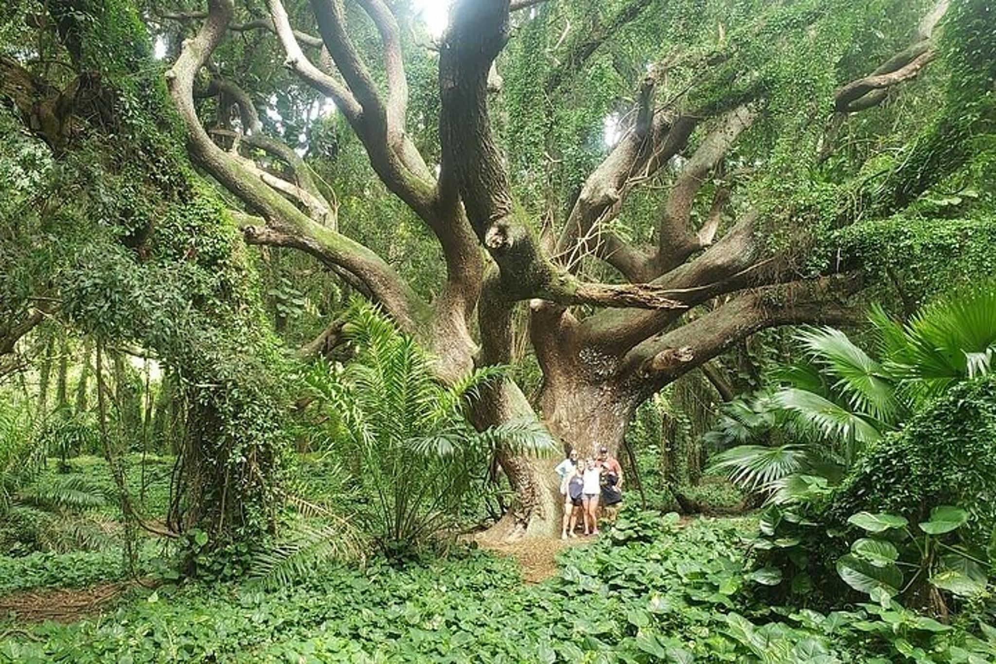 Maui Road to Hana Tour - Image 6