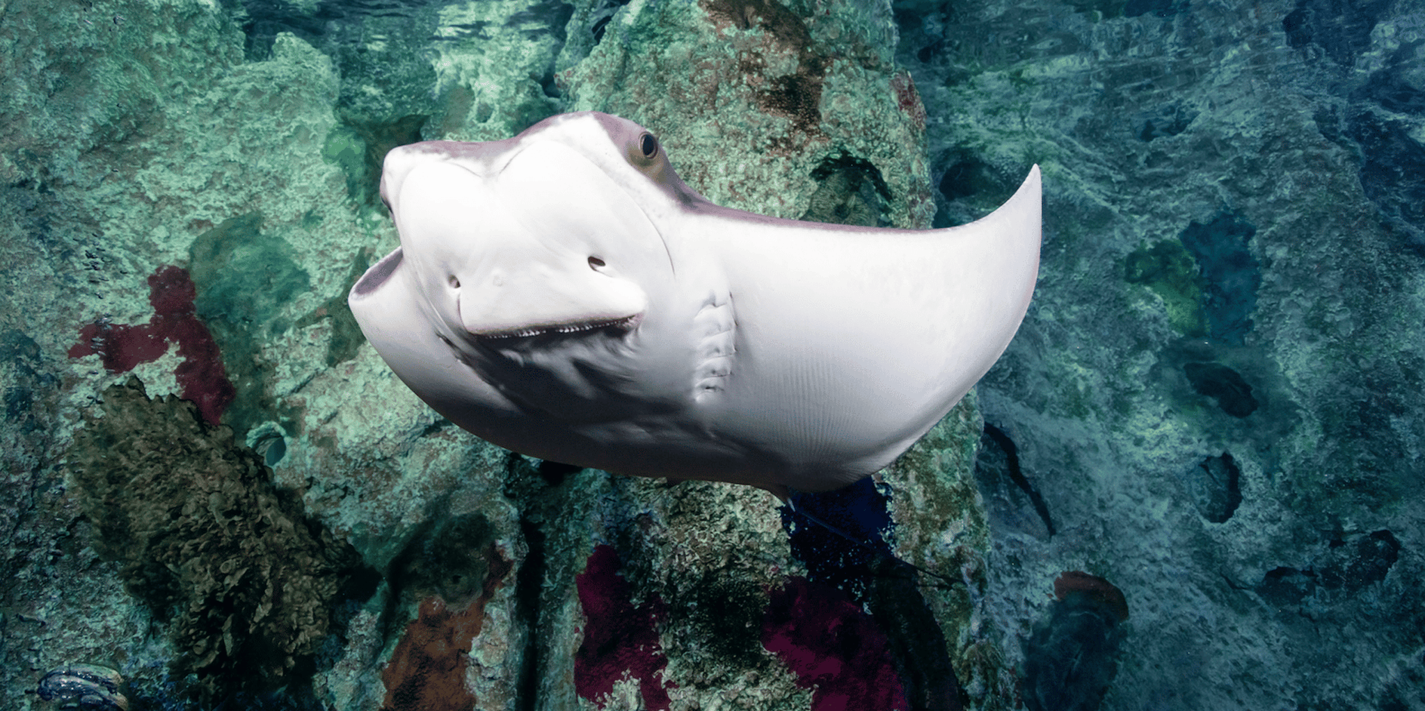 Las Vegas Shark Reef Aquarium Entry - Image 6