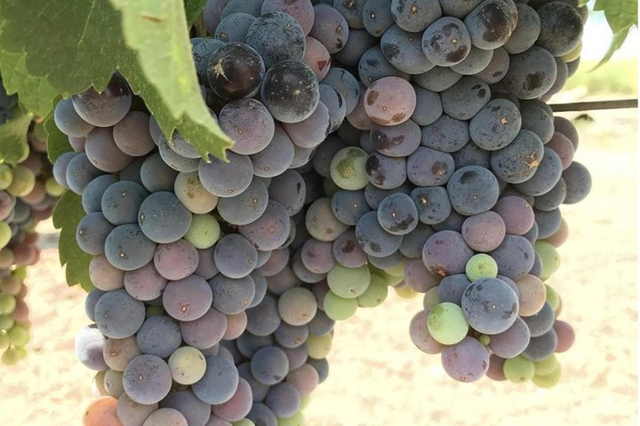 Napa Valley Wine Tour and Transportation - Image 3