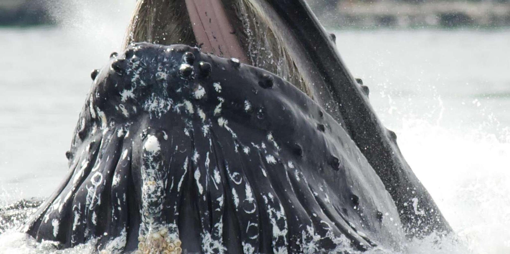 Ketchikan Jet Boat Tour with Rainforest Walk & Seafood Boil - Image 6