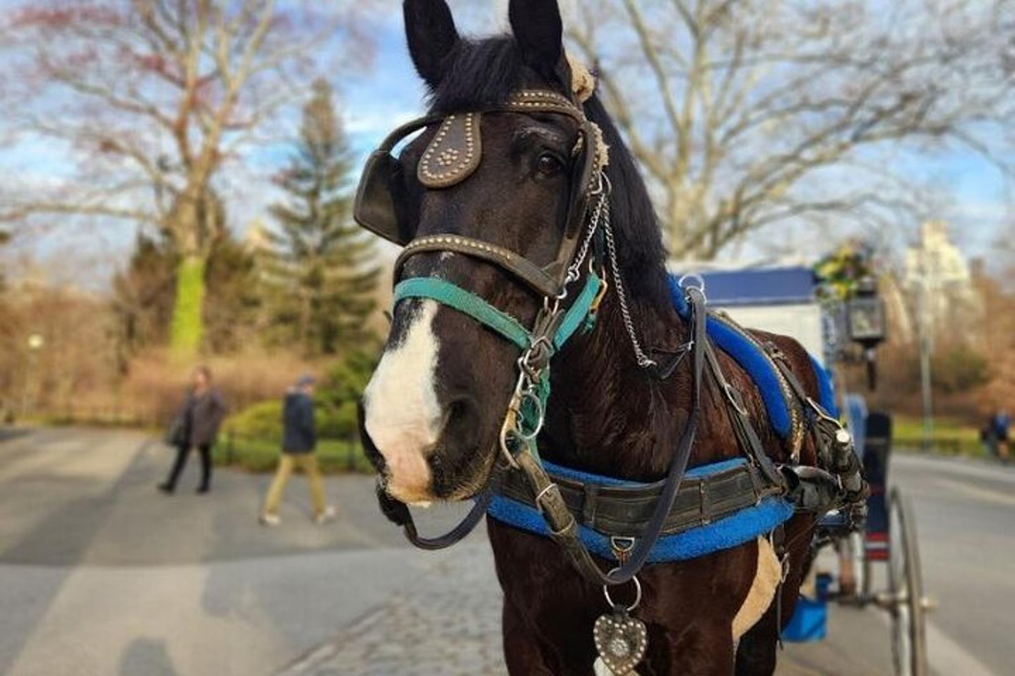 New York Central Park Horse Carriage Ride - Image 6