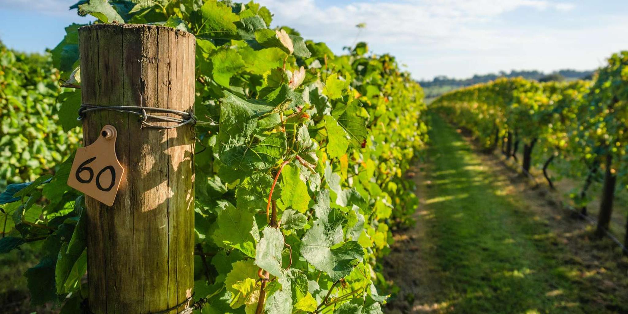 Napa and Sonoma Private Wine Tour