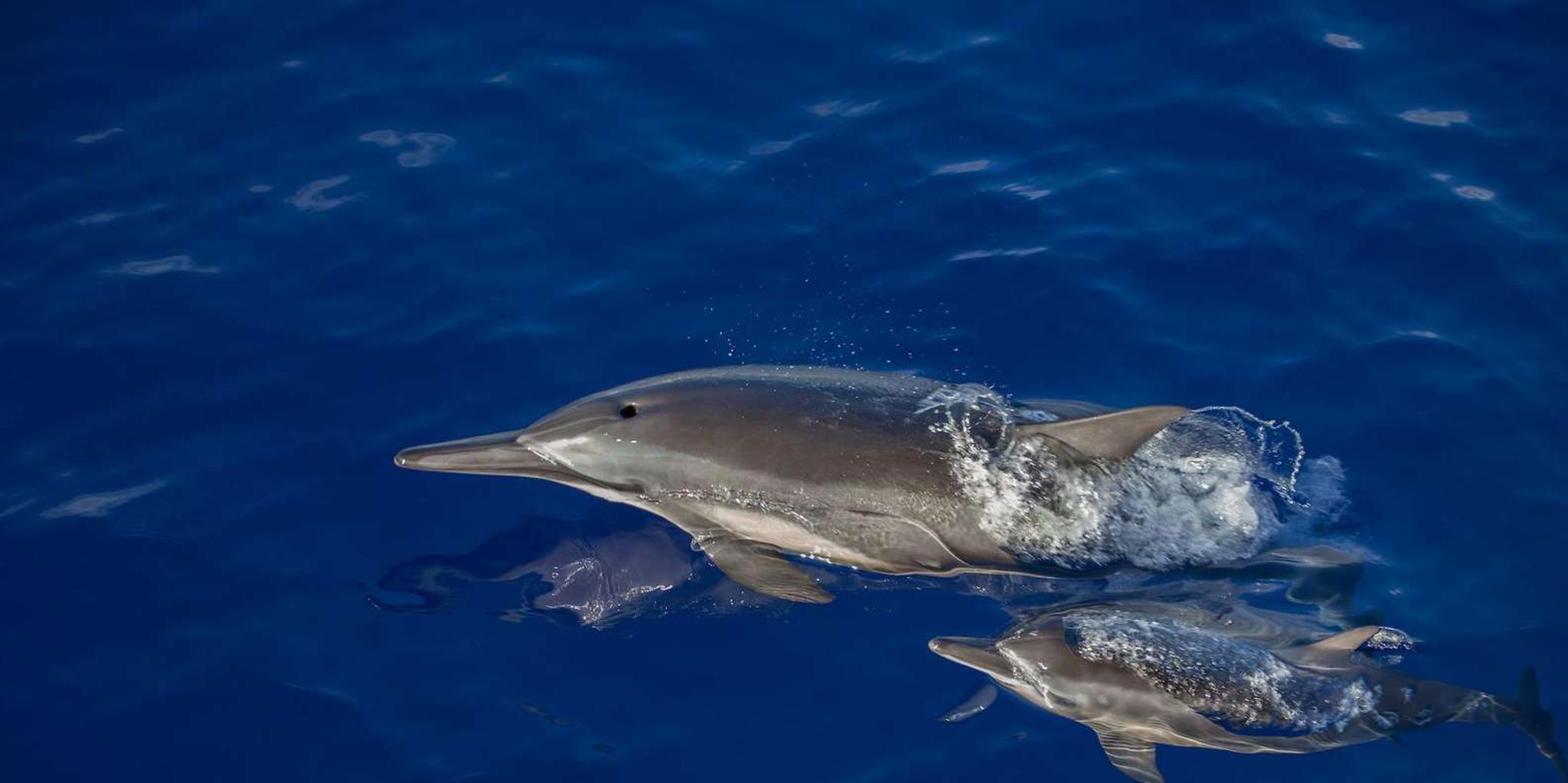 Kailua-Kona Whale Watching Super-Raft Tour 2.5 Hr - Image 3