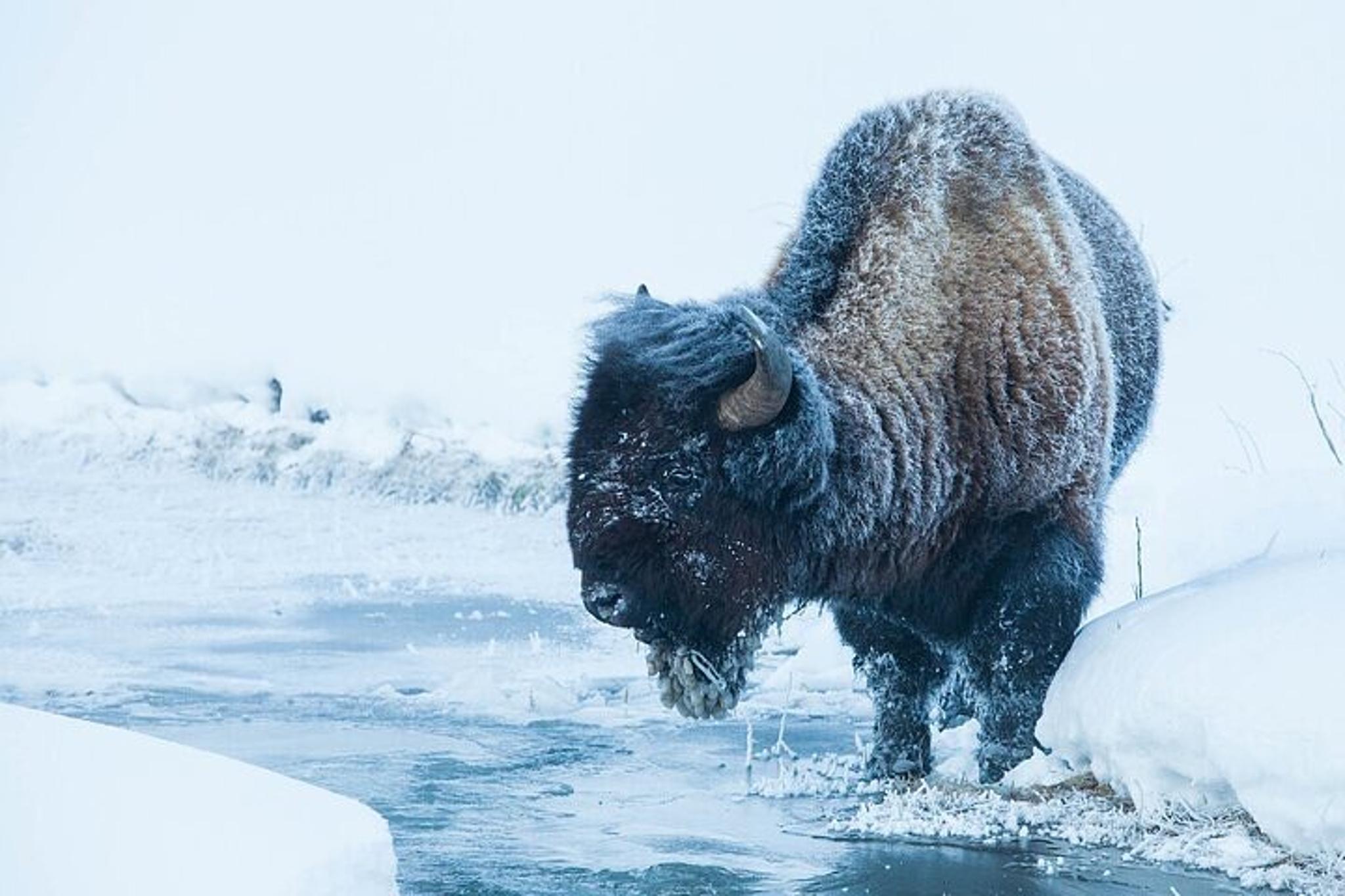 Bozeman Yellowstone Winter Wildlife Safari - Image 6