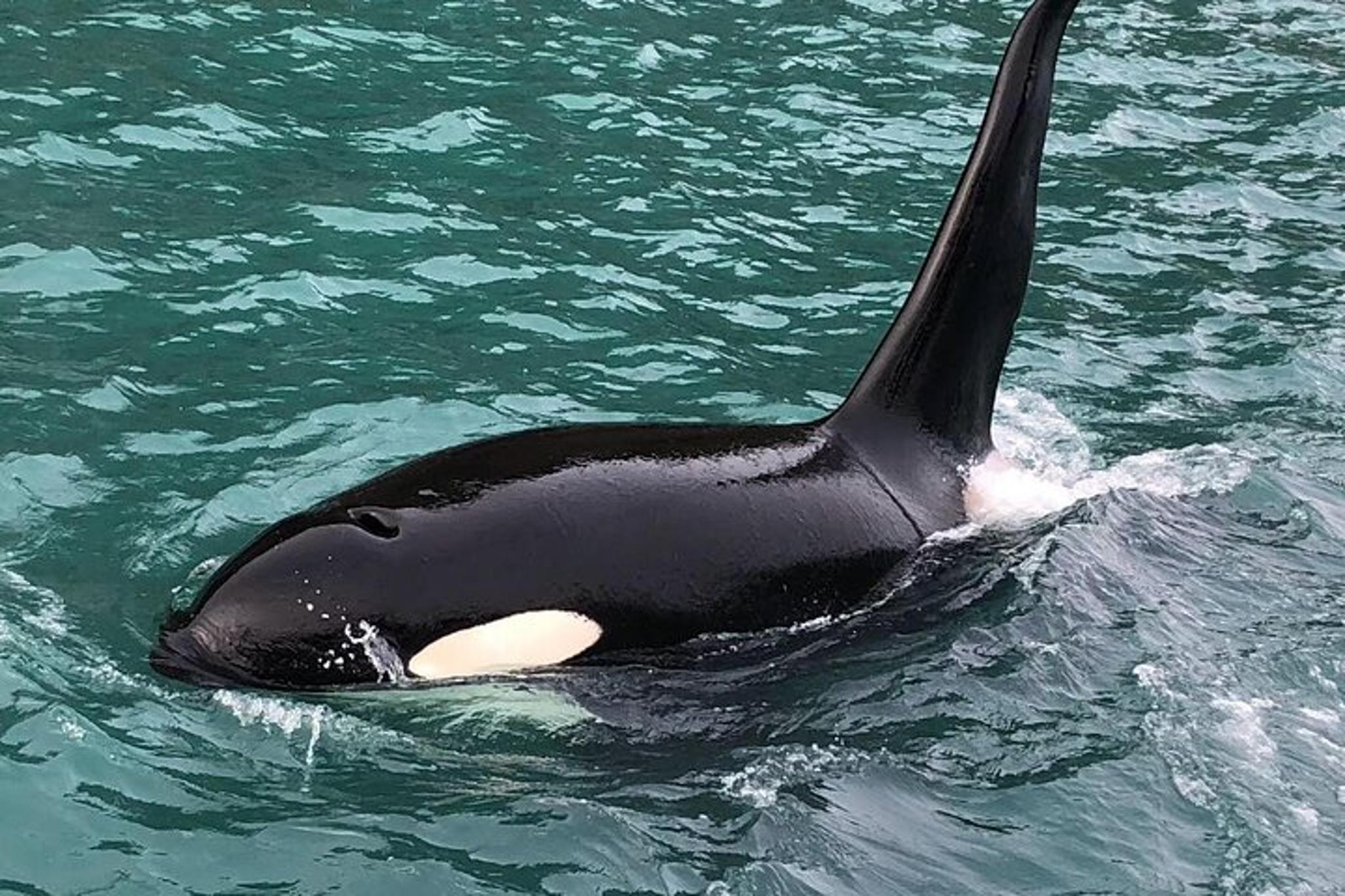 Kenai Fjords Whale Watching and Fishing Tour - Image 4