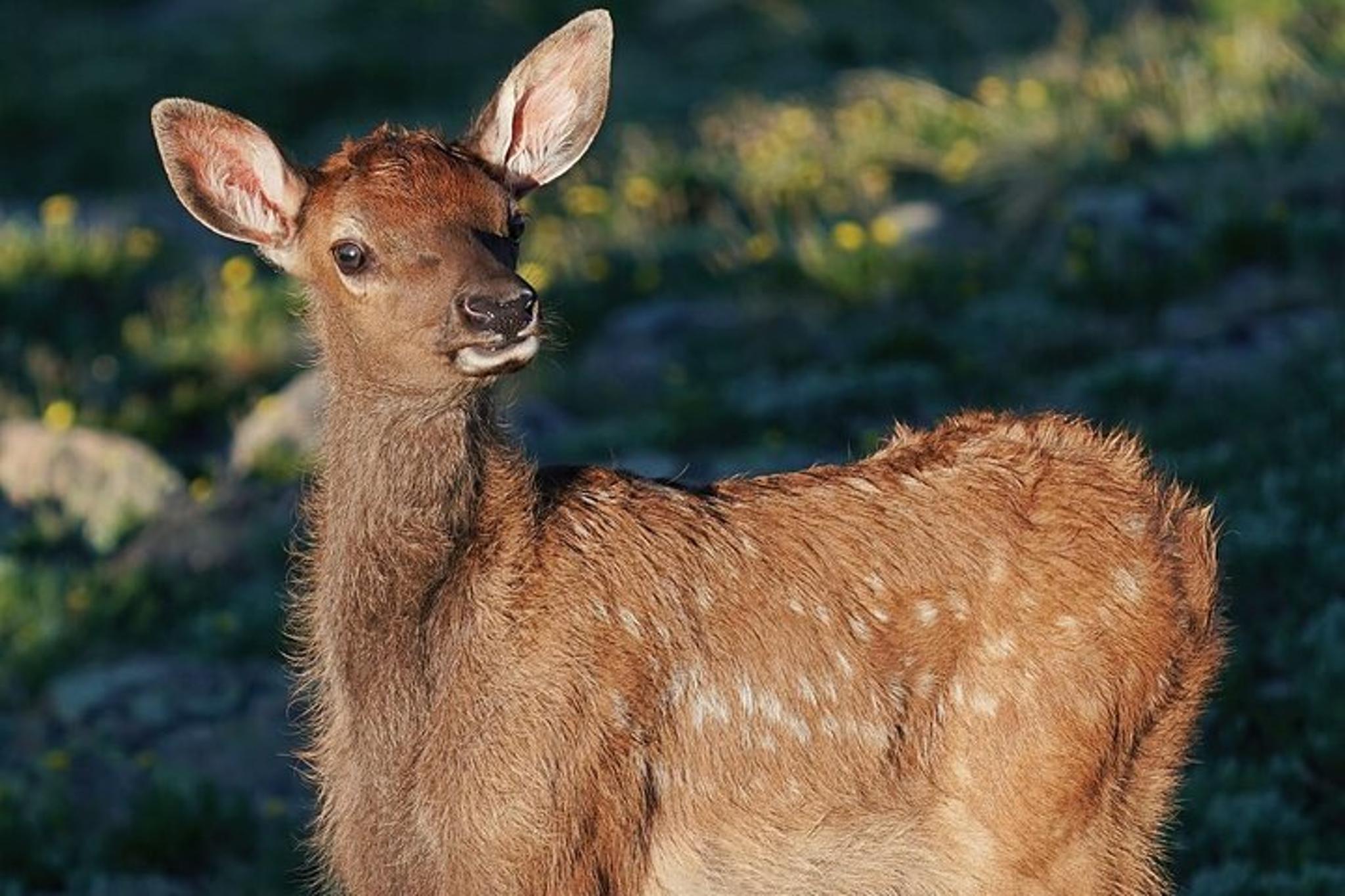 Estes Park Elk Watching 4x4 Tour - Image 3