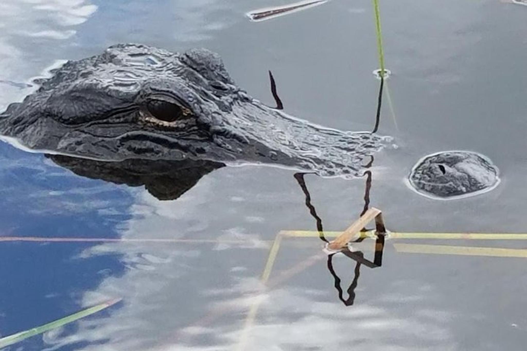 Miami Everglades National Park Airboat Tour - Image 3