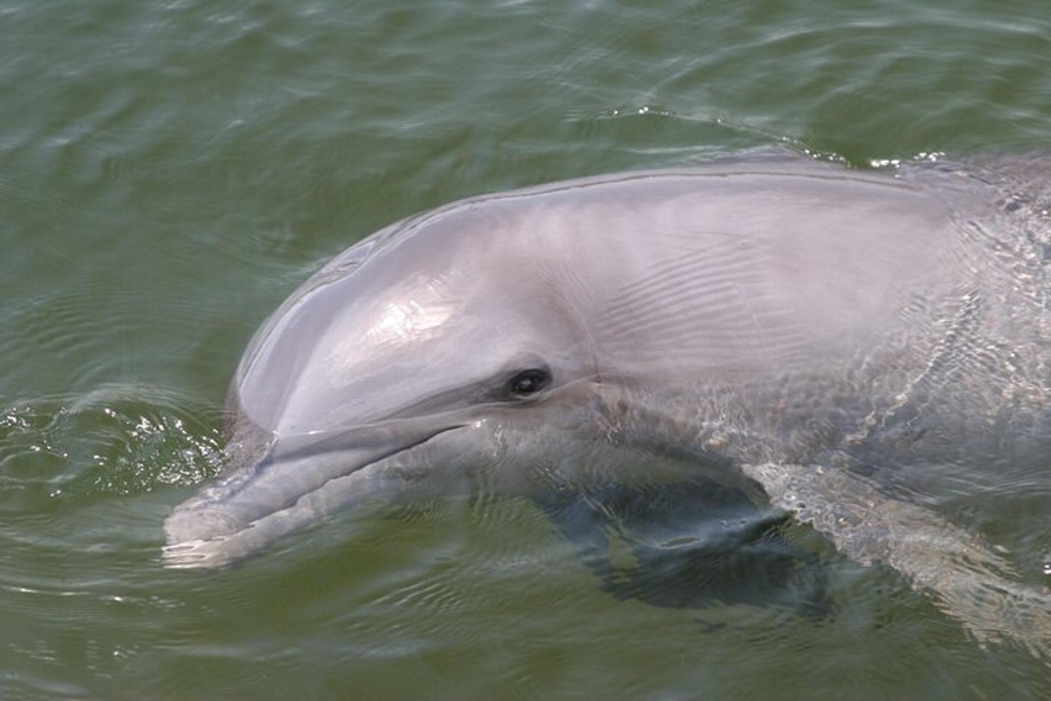 Everglades National Park Boat Tour - Image 4