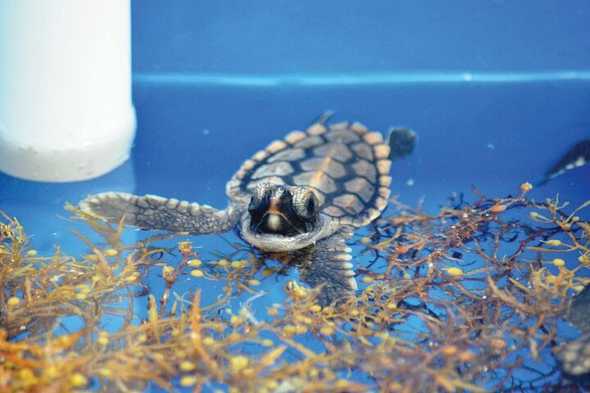 Juno Beach Sea Turtle Hatchling Release - Image 4